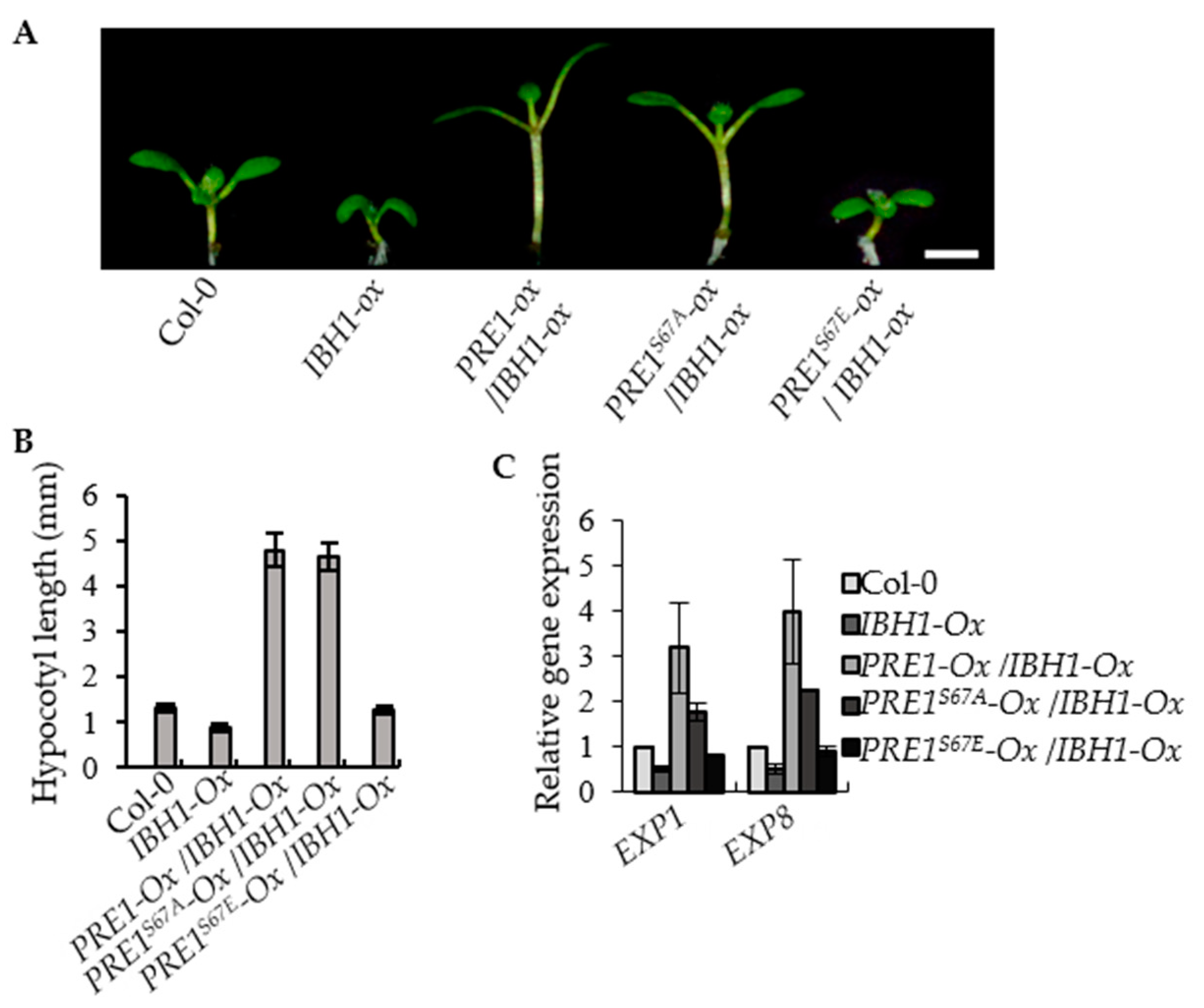 Ijms 21 09183 g005 Ijms 21 09183 g005