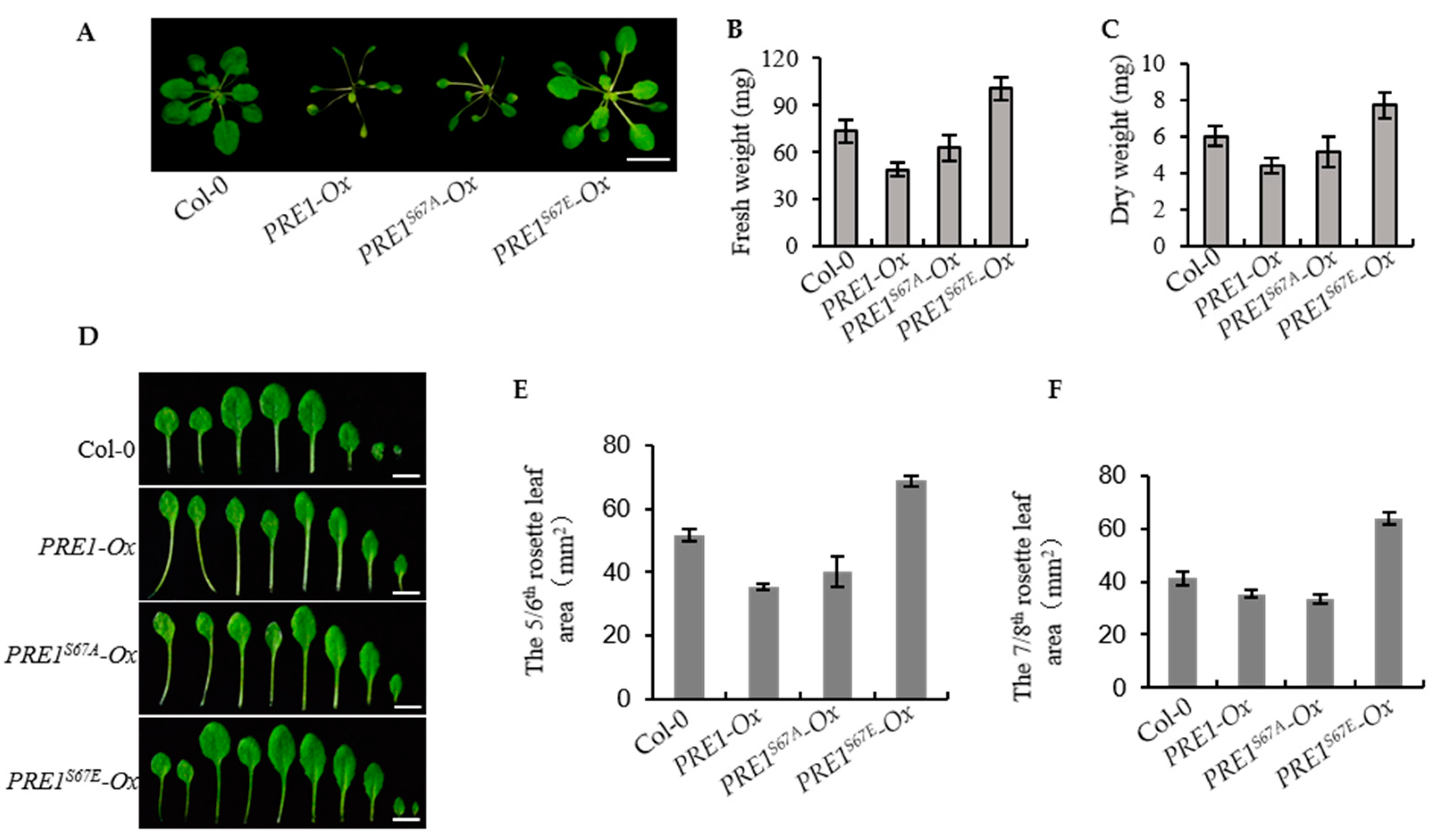 Ijms 21 09183 g006 Ijms 21 09183 g006