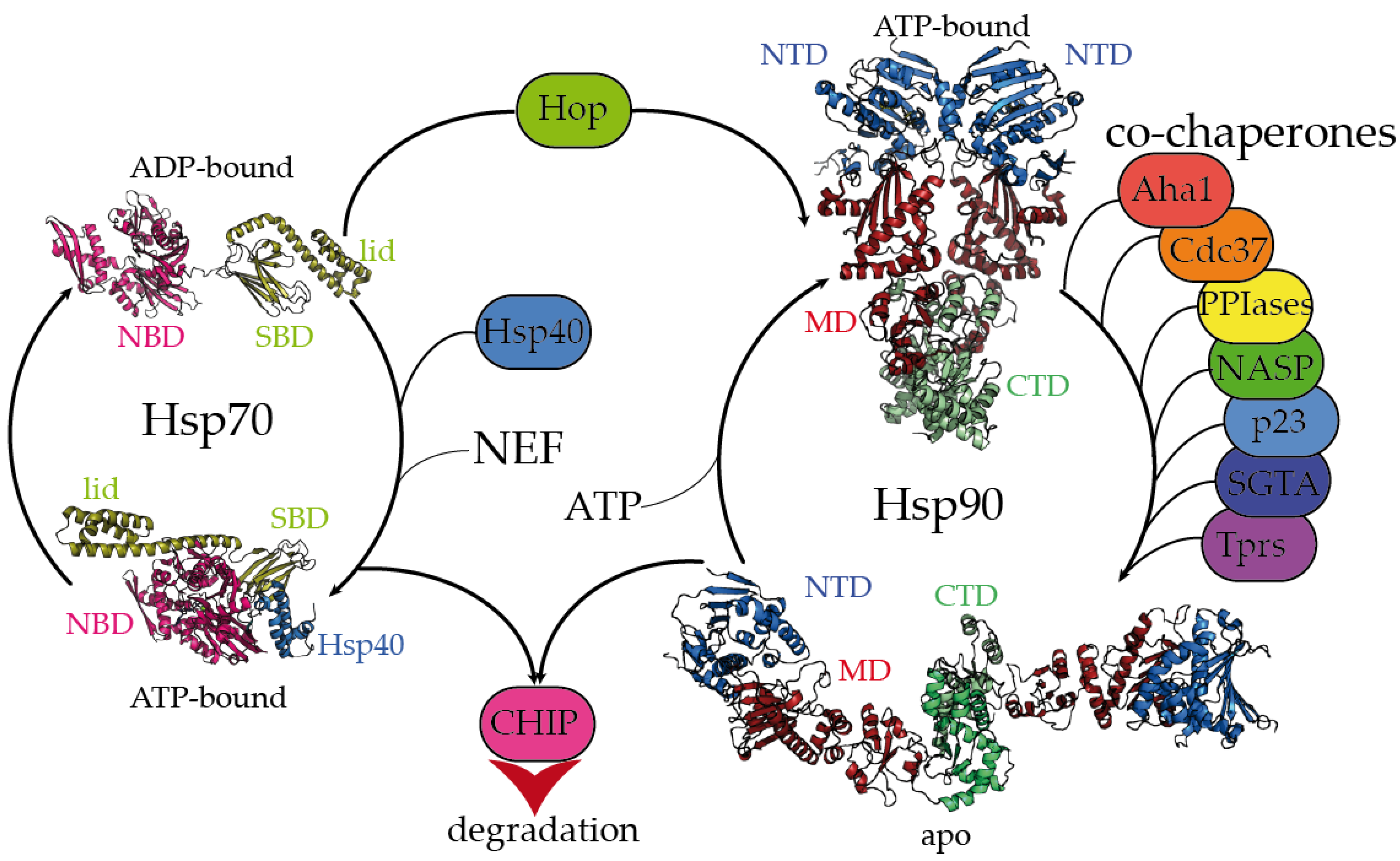 IJMS | Free Full-Text | Mechanistic Insights into the Role of Molecular  Chaperones in Protein Misfolding Diseases: From Molecular Recognition to  Amyloid Disassembly