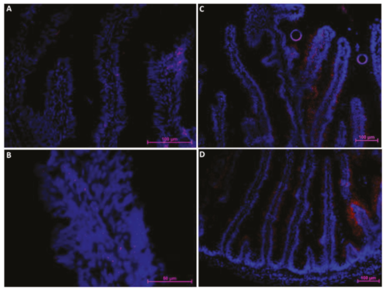 Ijms 21 09192 g009 Ijms 21 09192 g009
