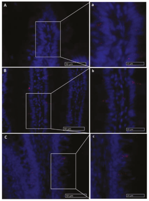 Ijms 21 09192 g015 Ijms 21 09192 g015