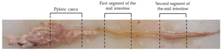 Ijms 21 09192 g020 Ijms 21 09192 g020