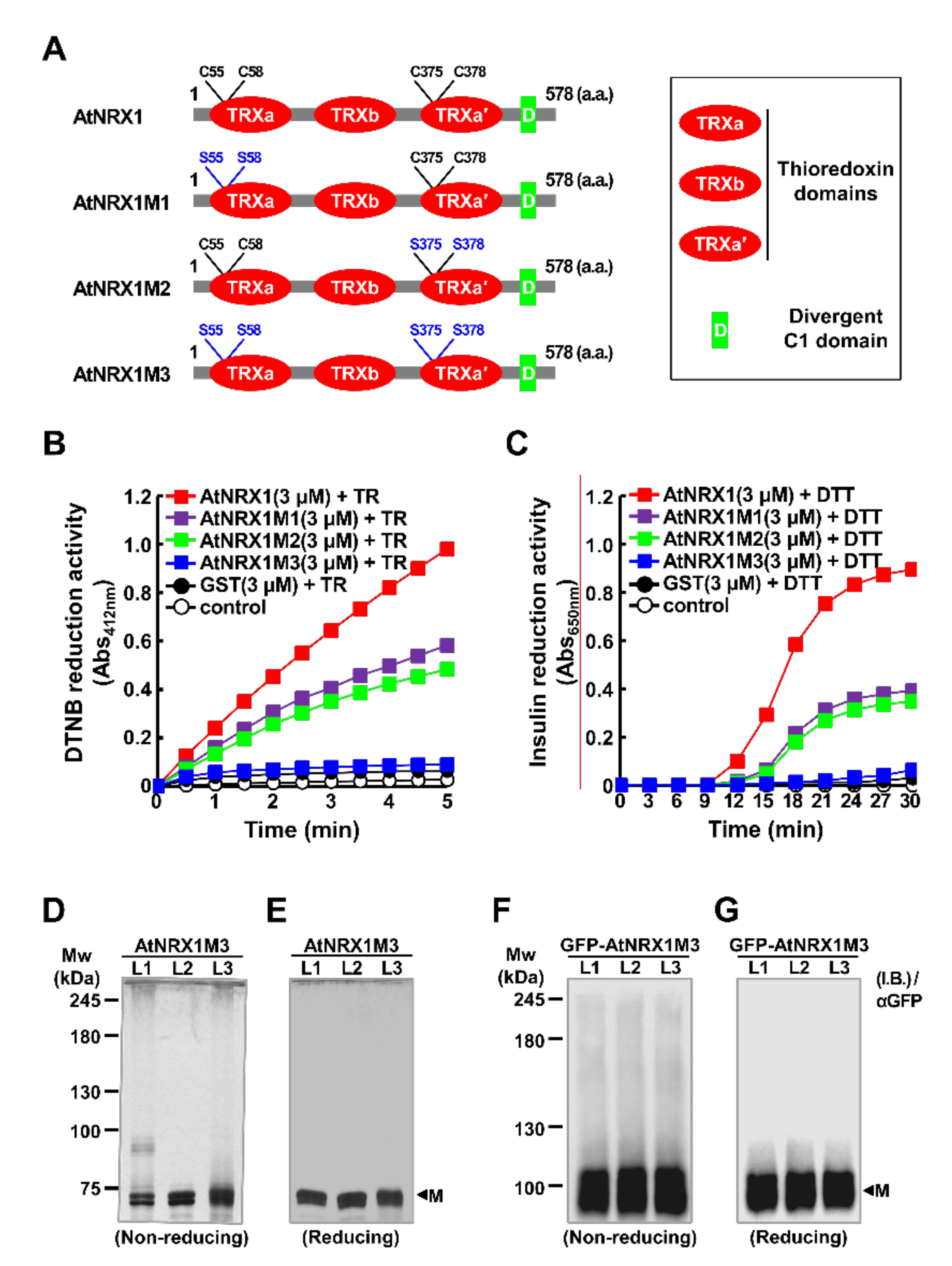 Ijms 21 09196 g002 Ijms 21 09196 g002