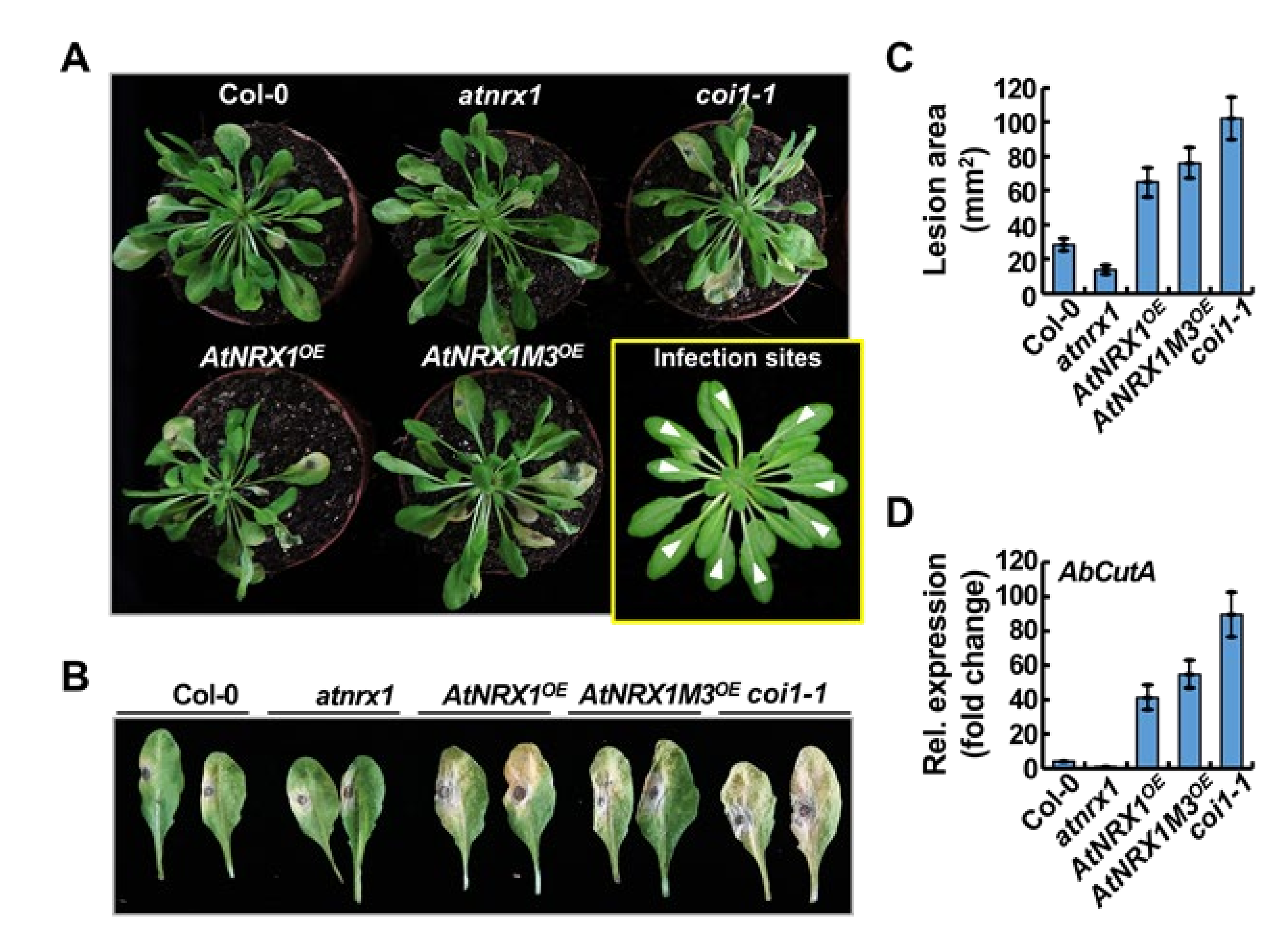 Ijms 21 09196 g005 Ijms 21 09196 g005
