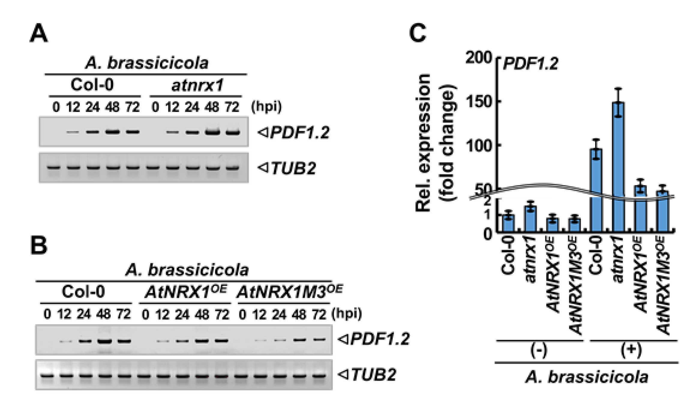 Ijms 21 09196 g006 Ijms 21 09196 g006