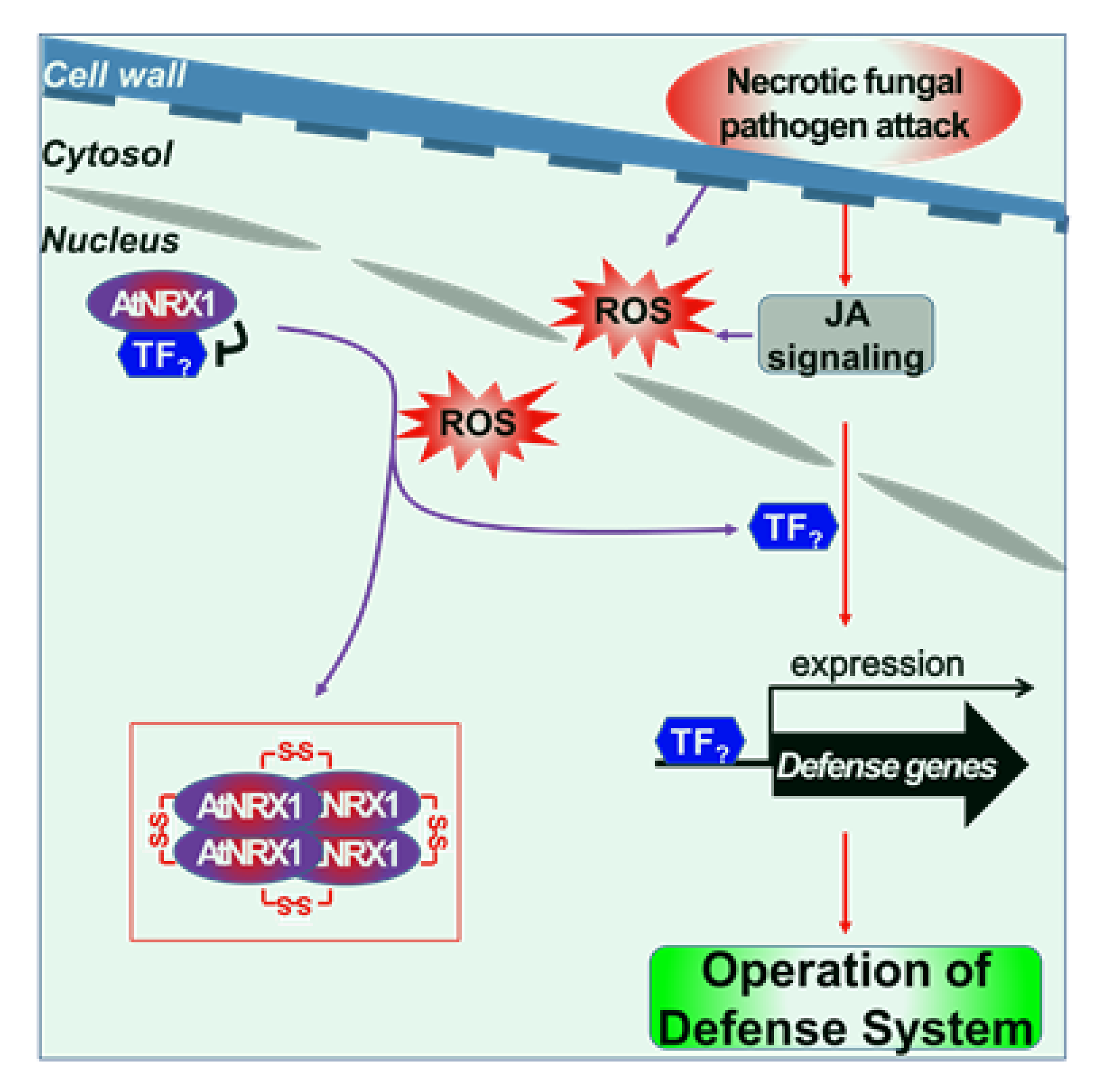 Ijms 21 09196 g007 Ijms 21 09196 g007