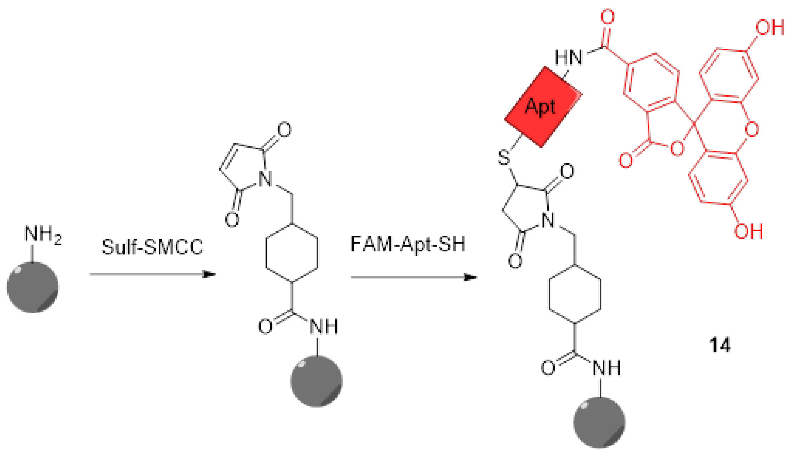 Ijms 21 09217 g012 Ijms 21 09217 g012