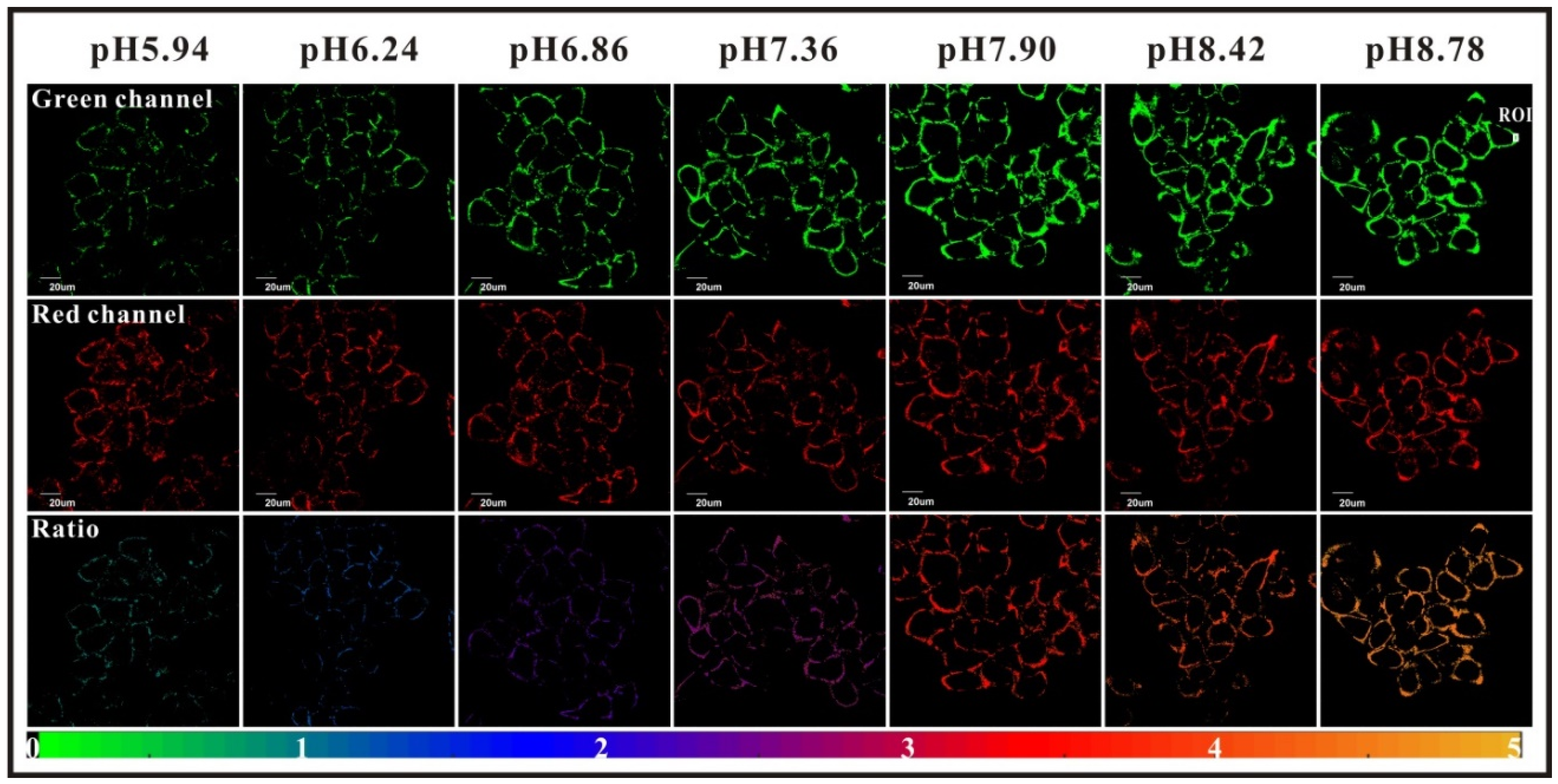 Ijms 21 09217 g013 Ijms 21 09217 g013