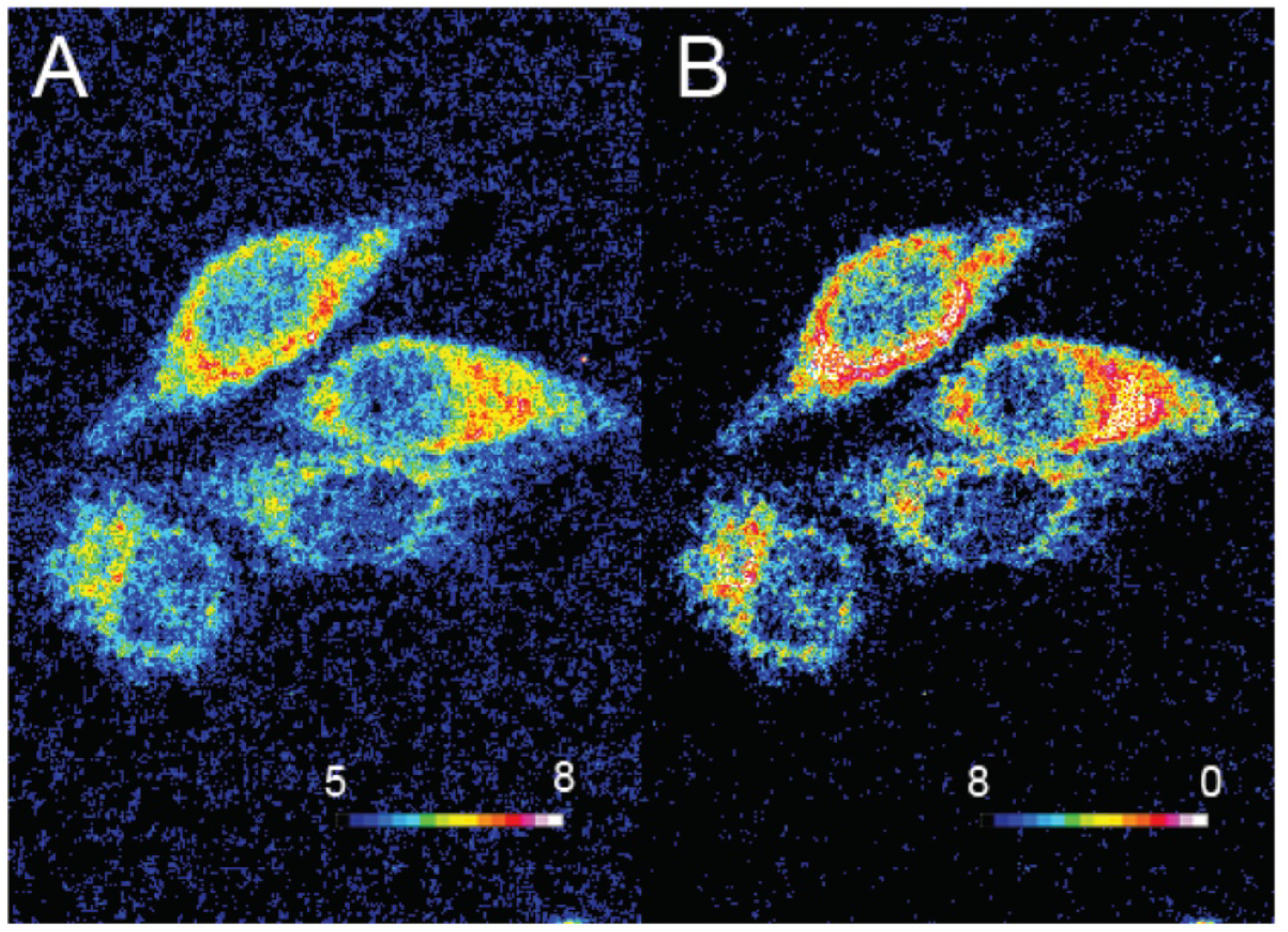 Ijms 21 09217 g016a Ijms 21 09217 g016a