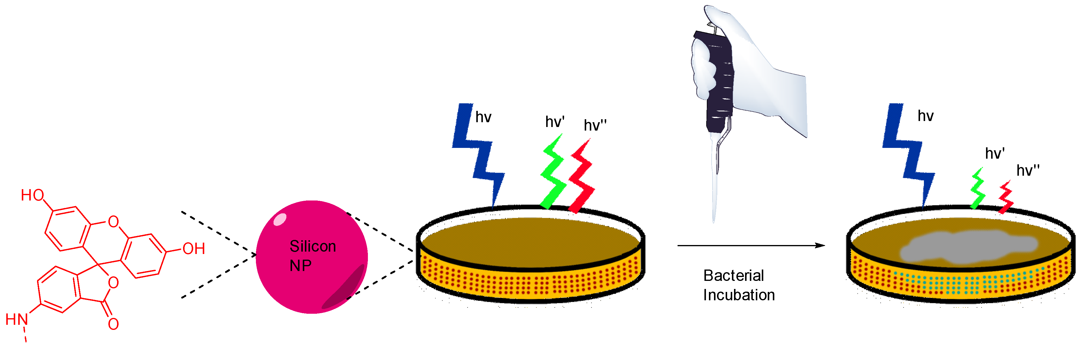 Ijms 21 09217 g019 Ijms 21 09217 g019