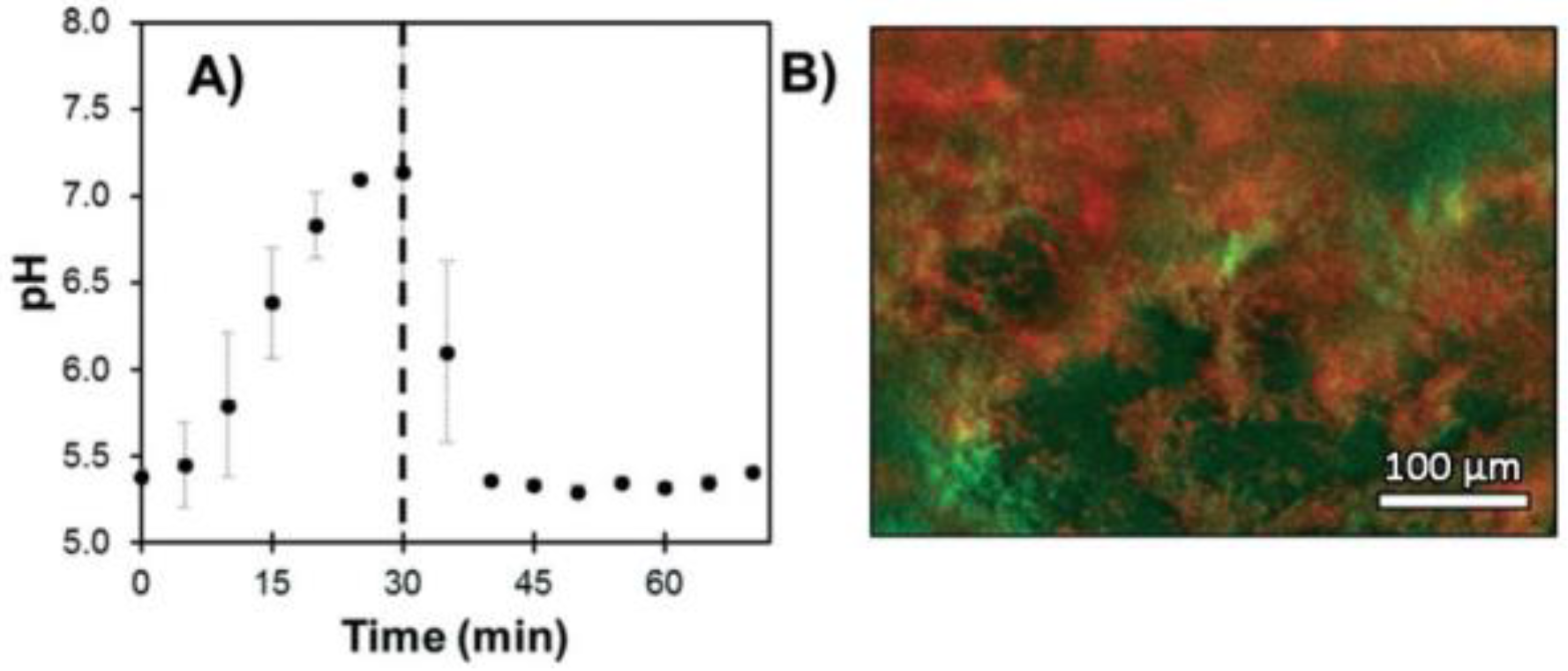 Ijms 21 09217 g020 Ijms 21 09217 g020