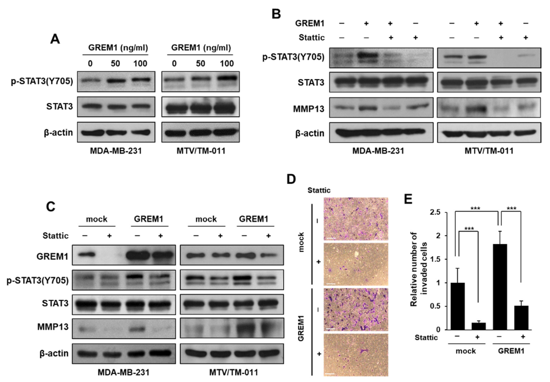Ijms 21 09227 g007 Ijms 21 09227 g007