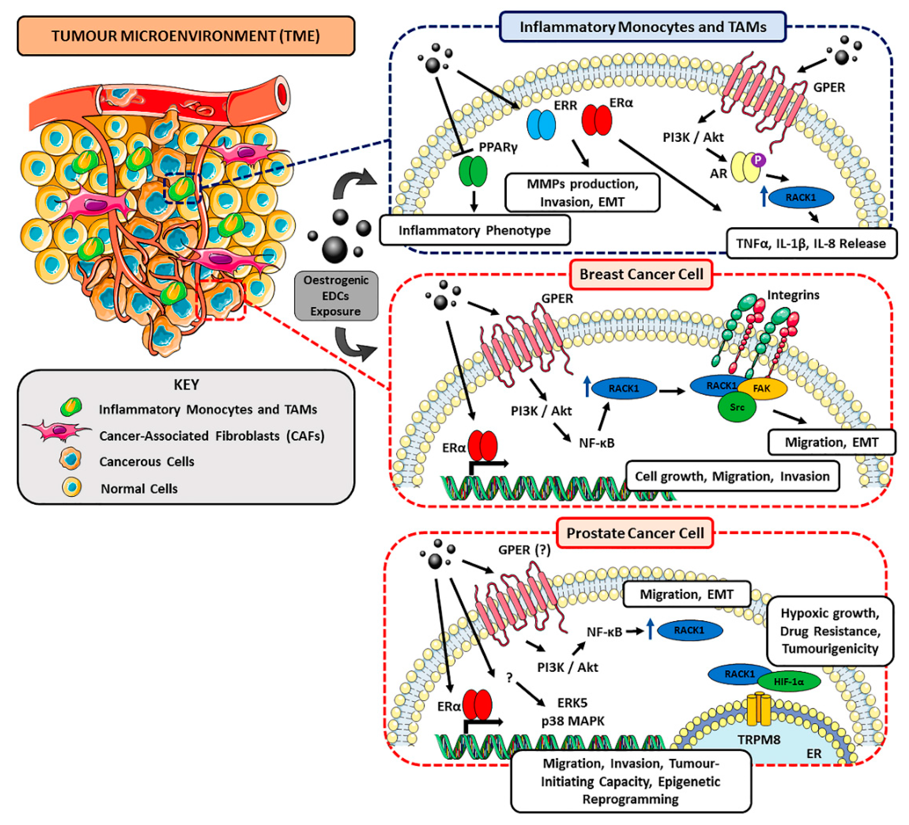 Ijms 21 09229 g002 Ijms 21 09229 g002