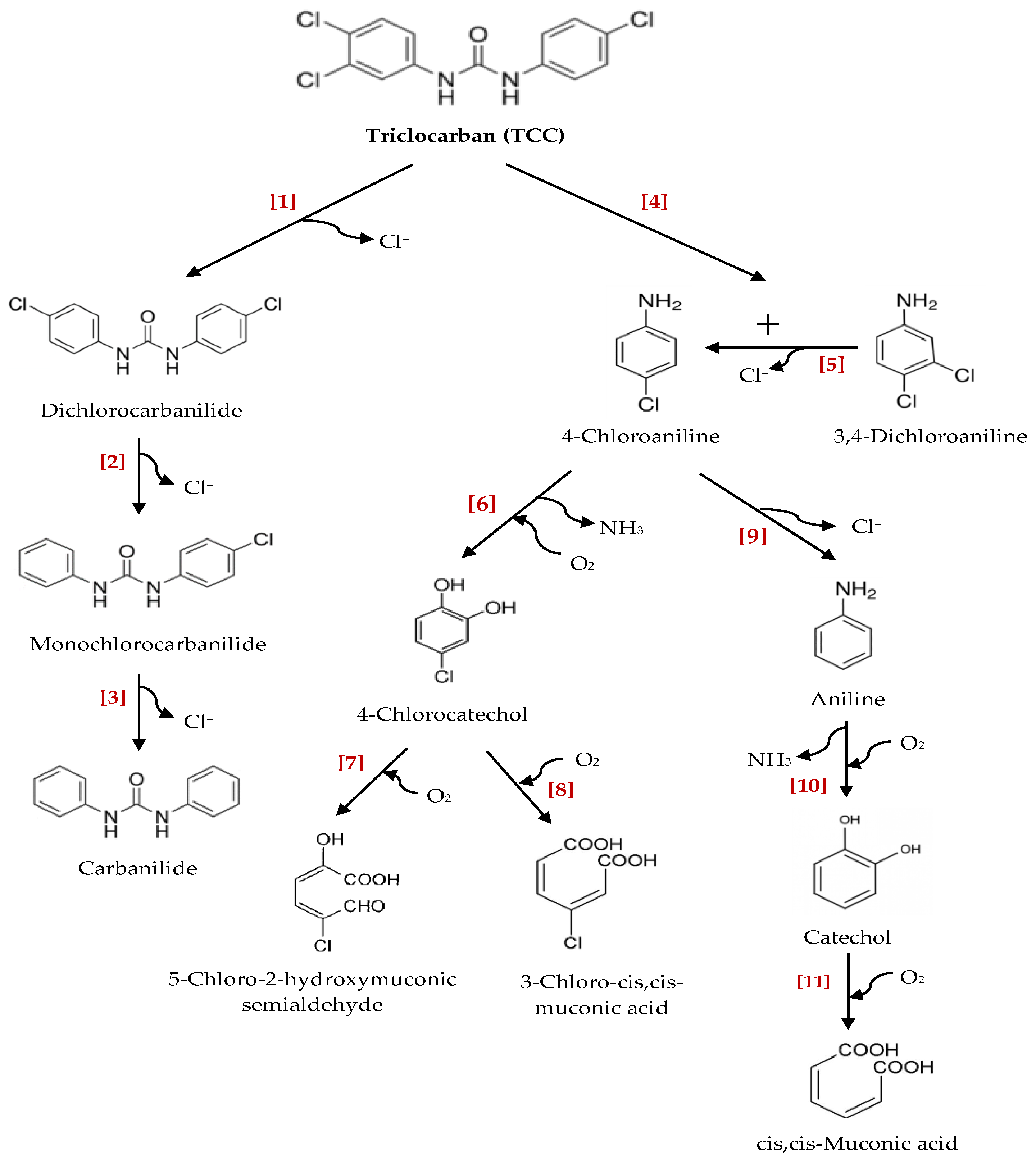 Ijms 21 09241 g006 Ijms 21 09241 g006