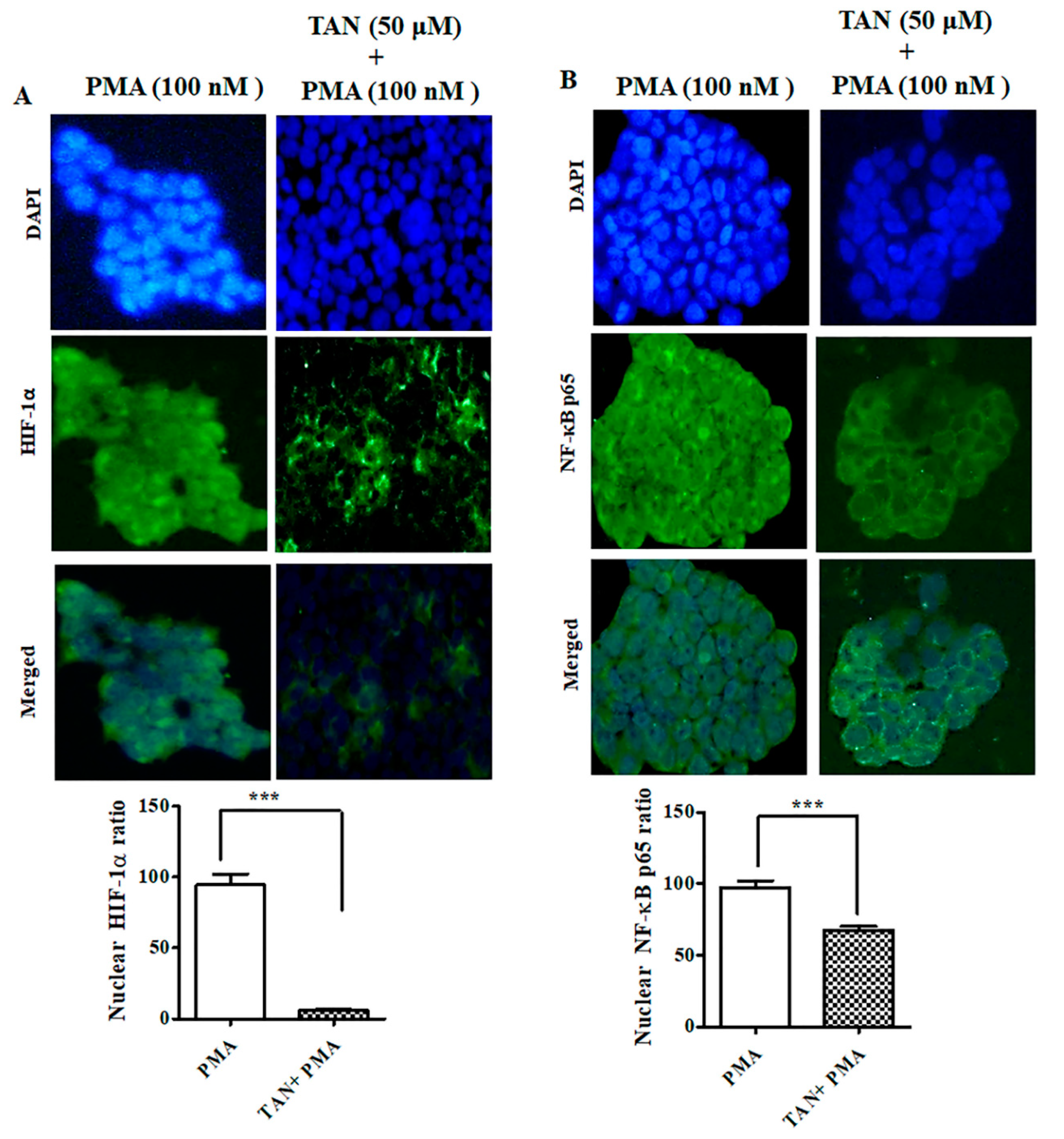 Ijms 21 09261 g009 Ijms 21 09261 g009