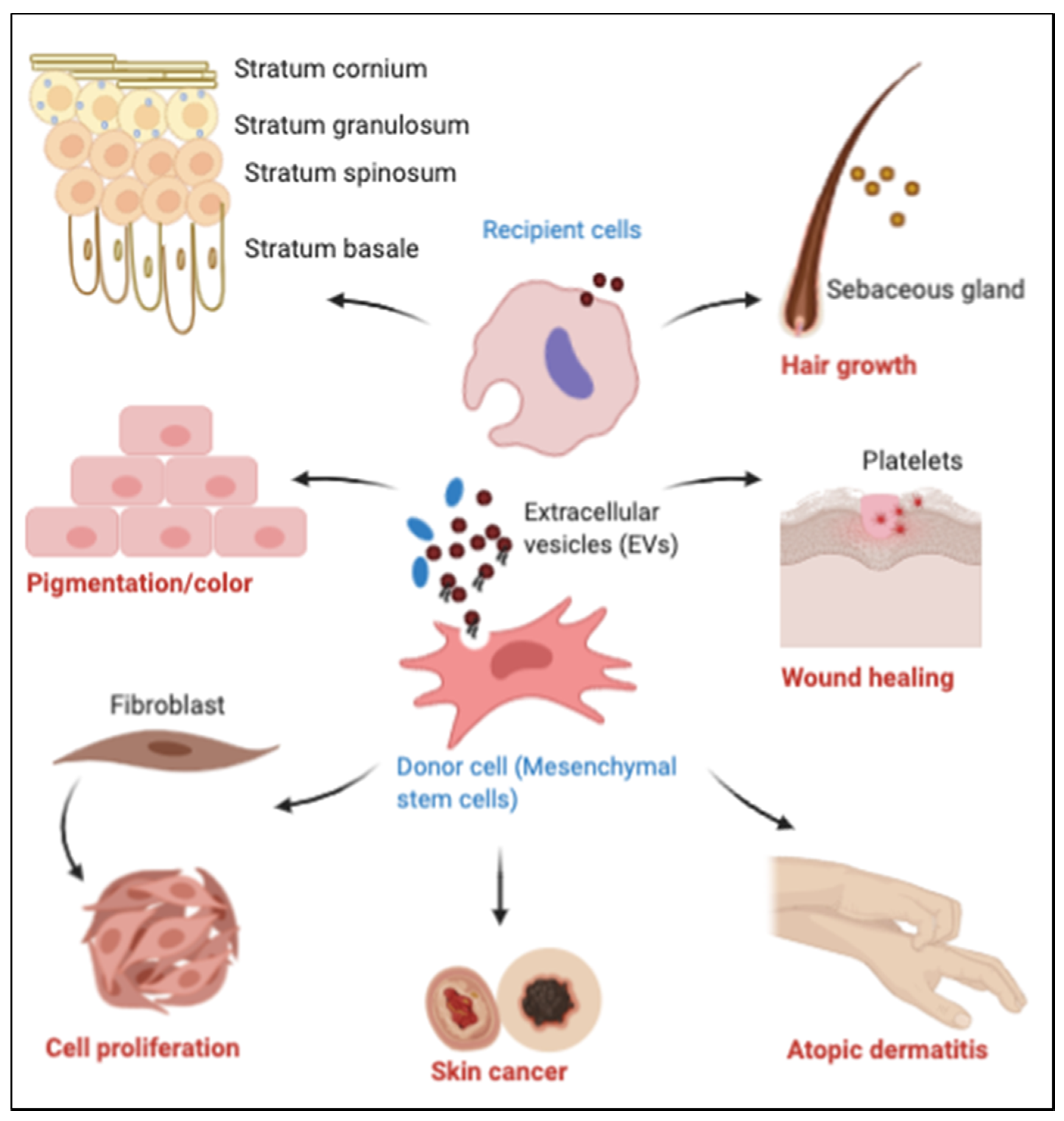 Ijms 21 09264 g004 Ijms 21 09264 g004