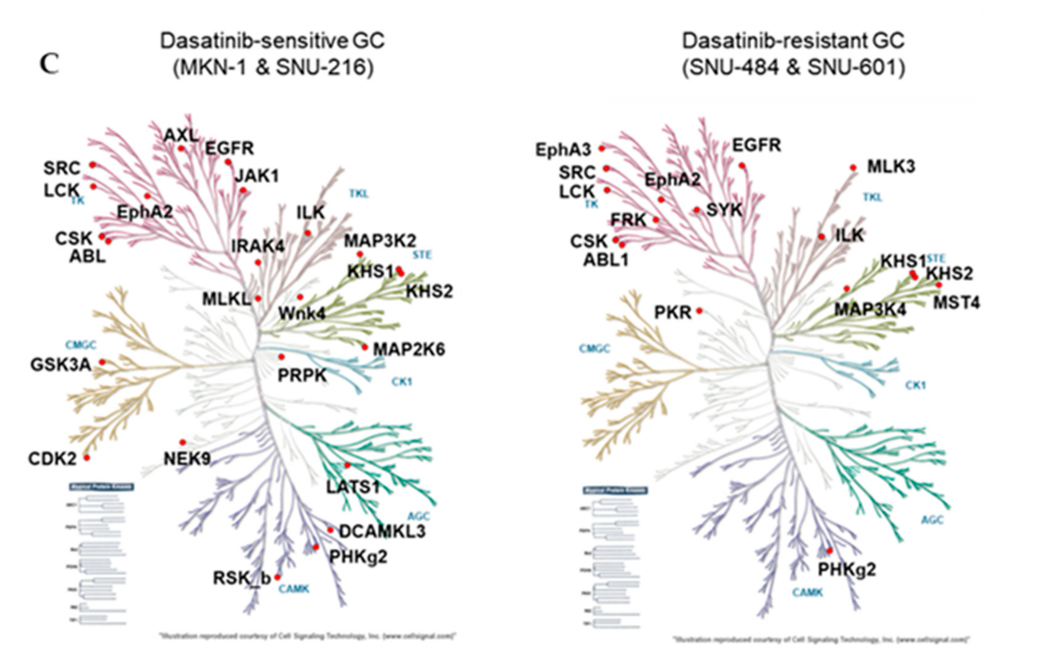 Ijms 21 09276 g004b Ijms 21 09276 g004b