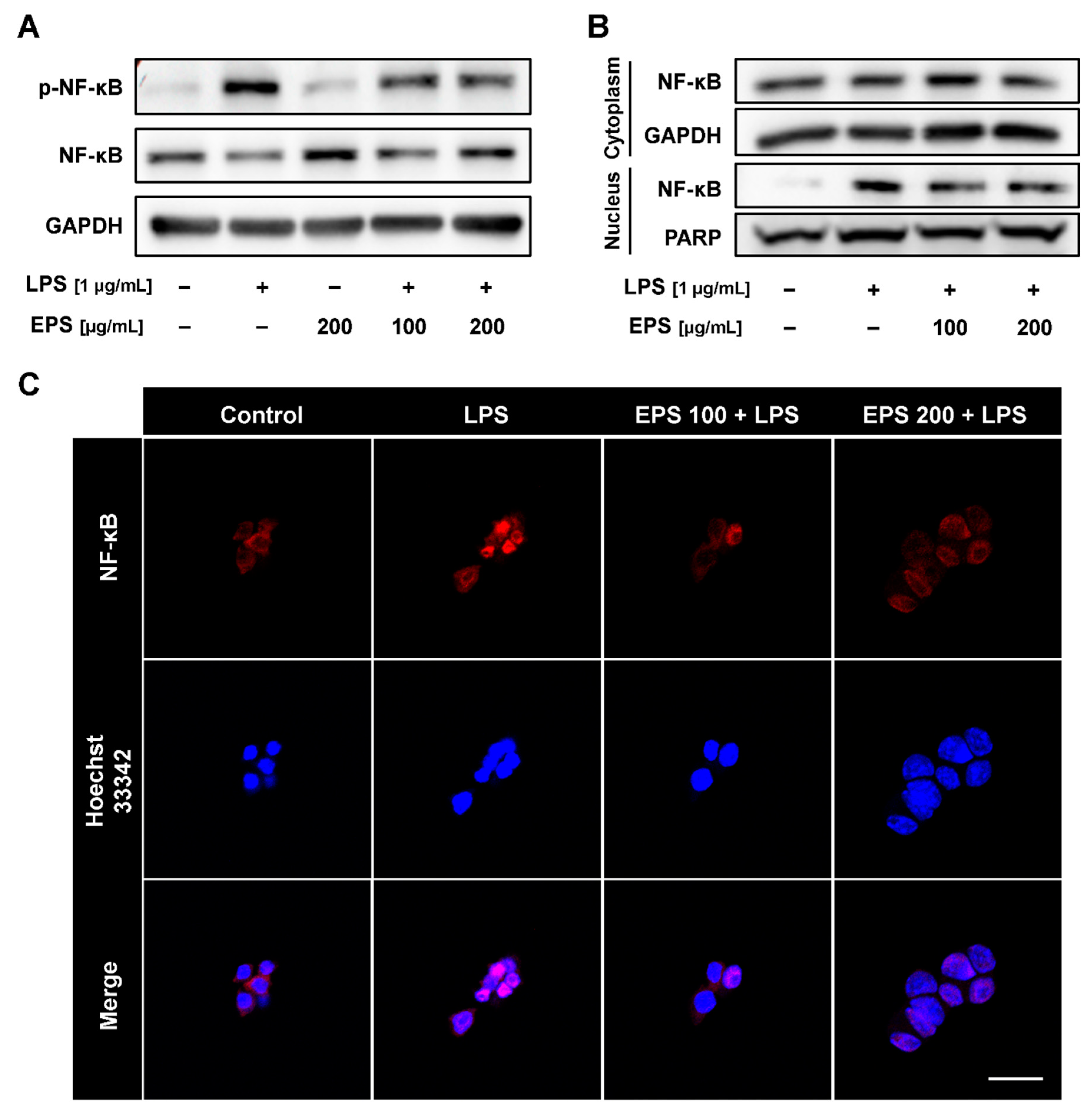 Ijms 21 09283 g005 Ijms 21 09283 g005