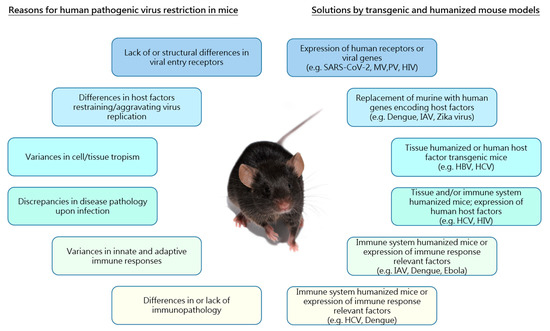 Comparison of mouse models reveals a molecular distinction between