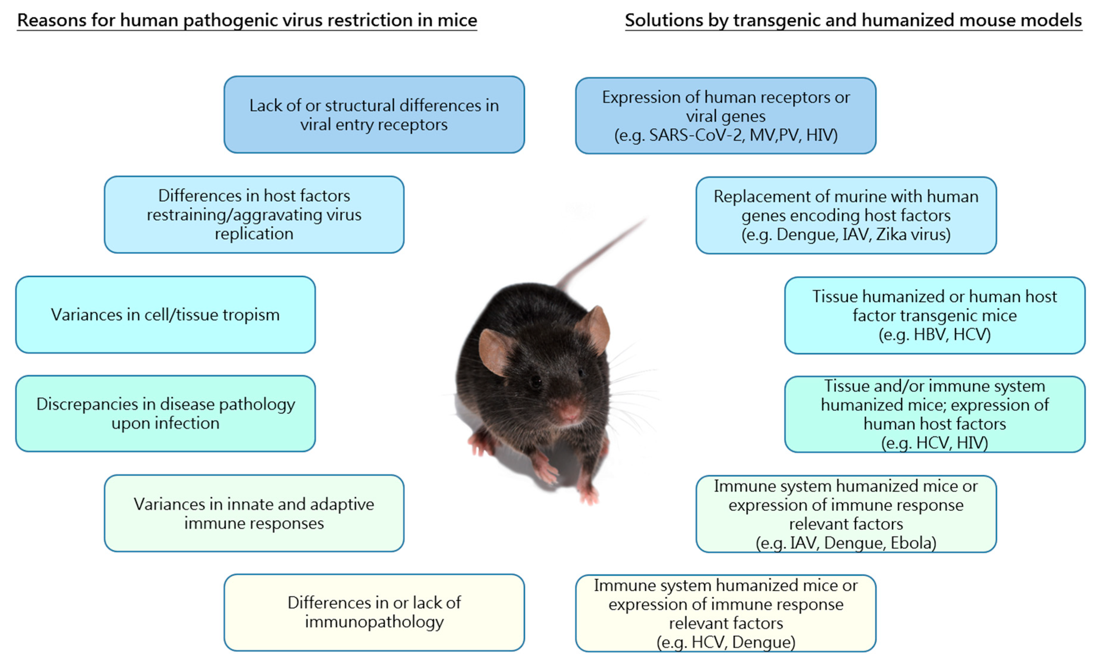 Rat вирус. Rat virus. Human Mouse.