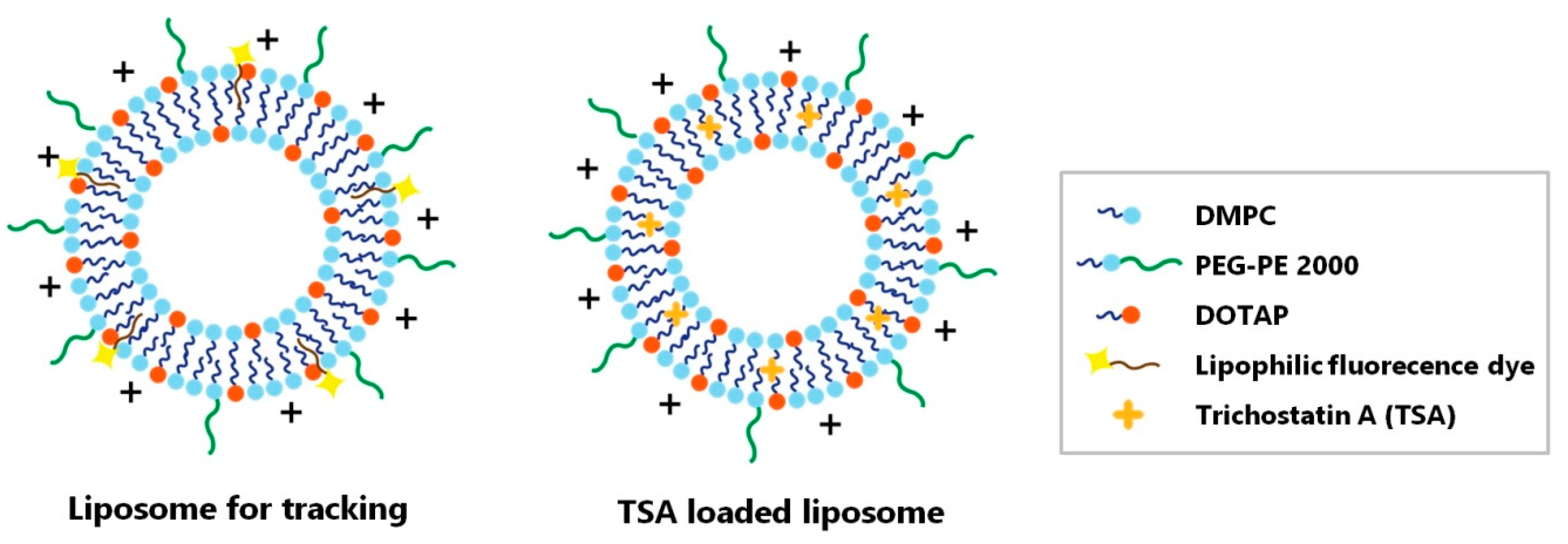 Ijms 21 09297 g002 Ijms 21 09297 g002