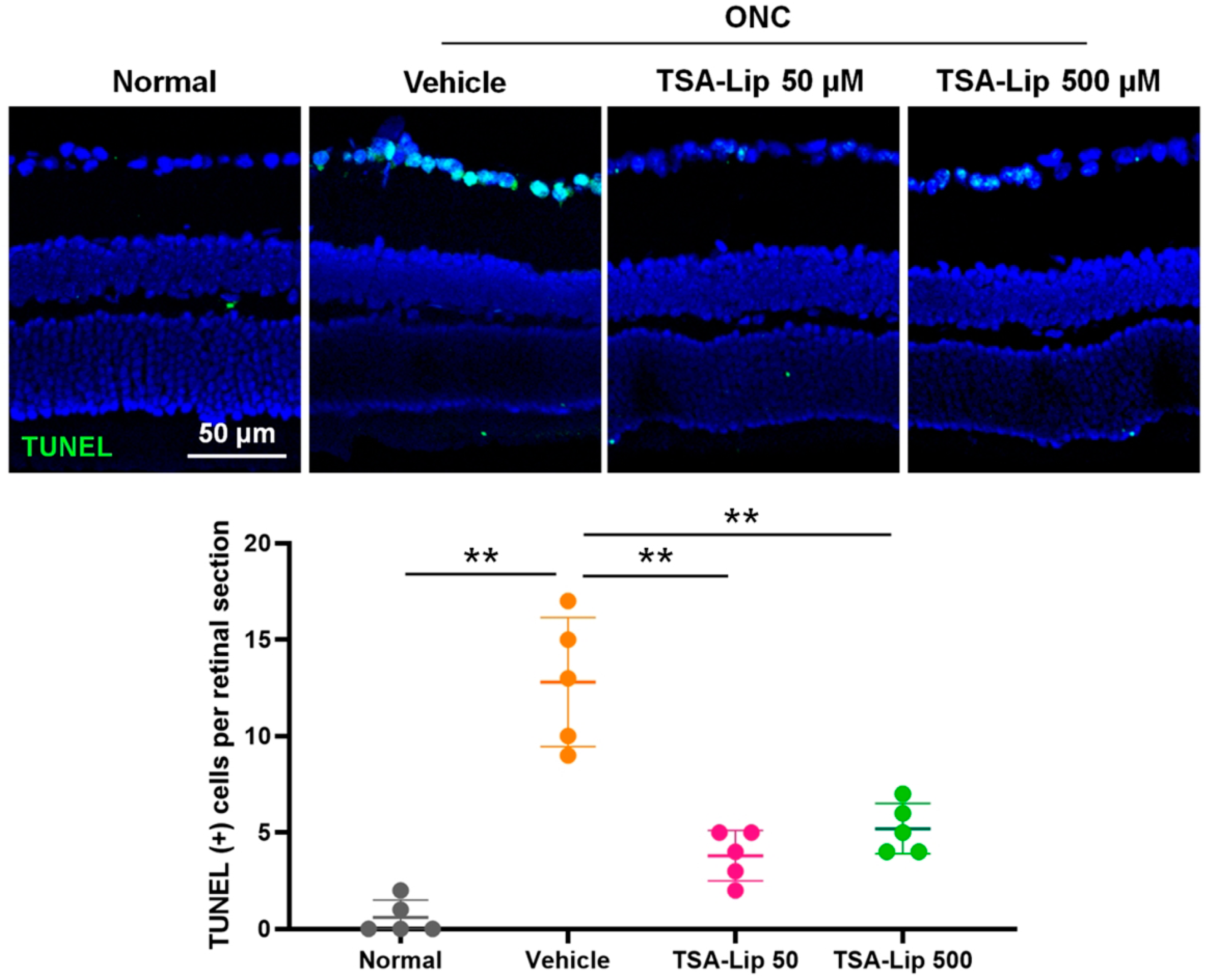 Ijms 21 09297 g007 Ijms 21 09297 g007