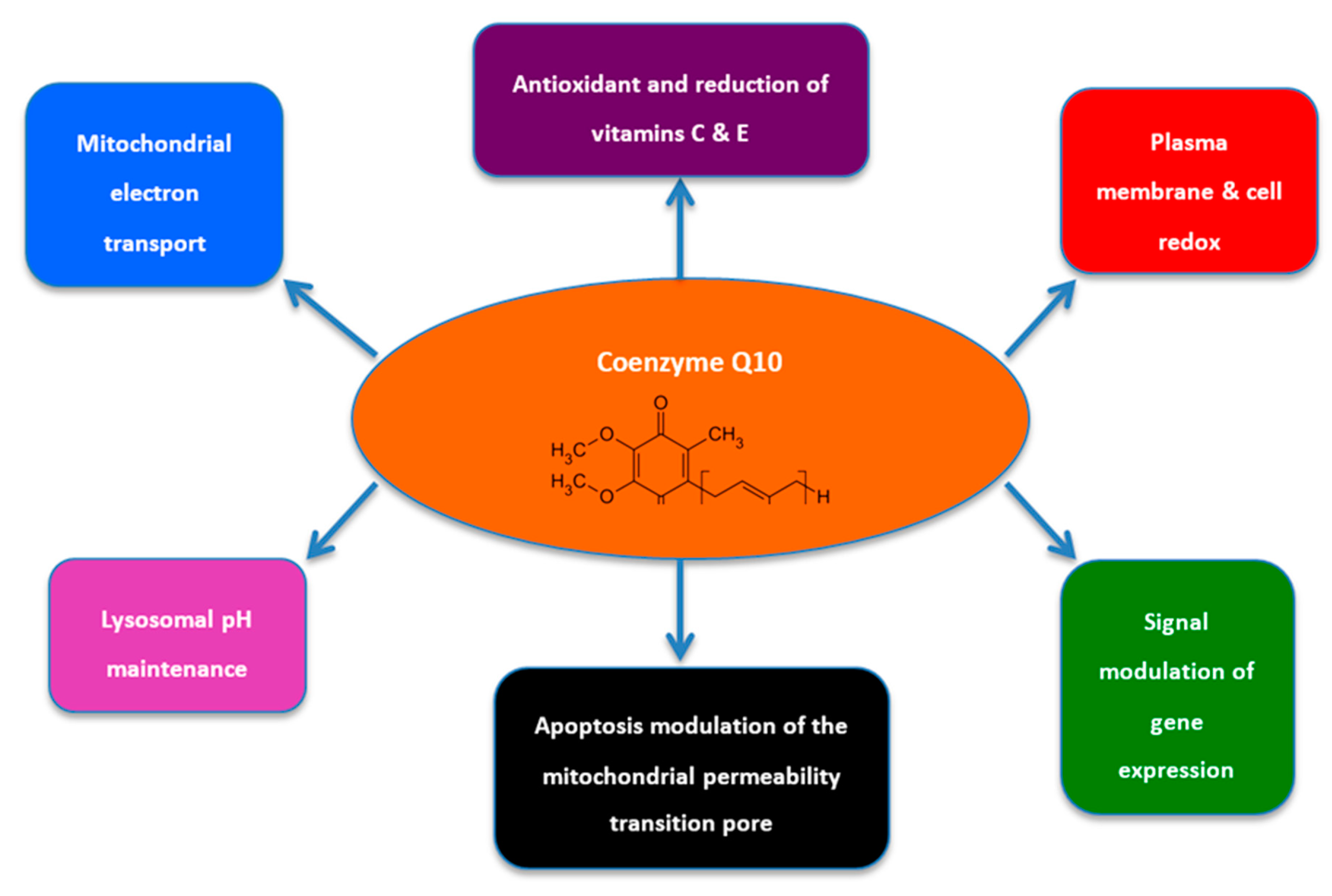 Coenzyme Q brain health