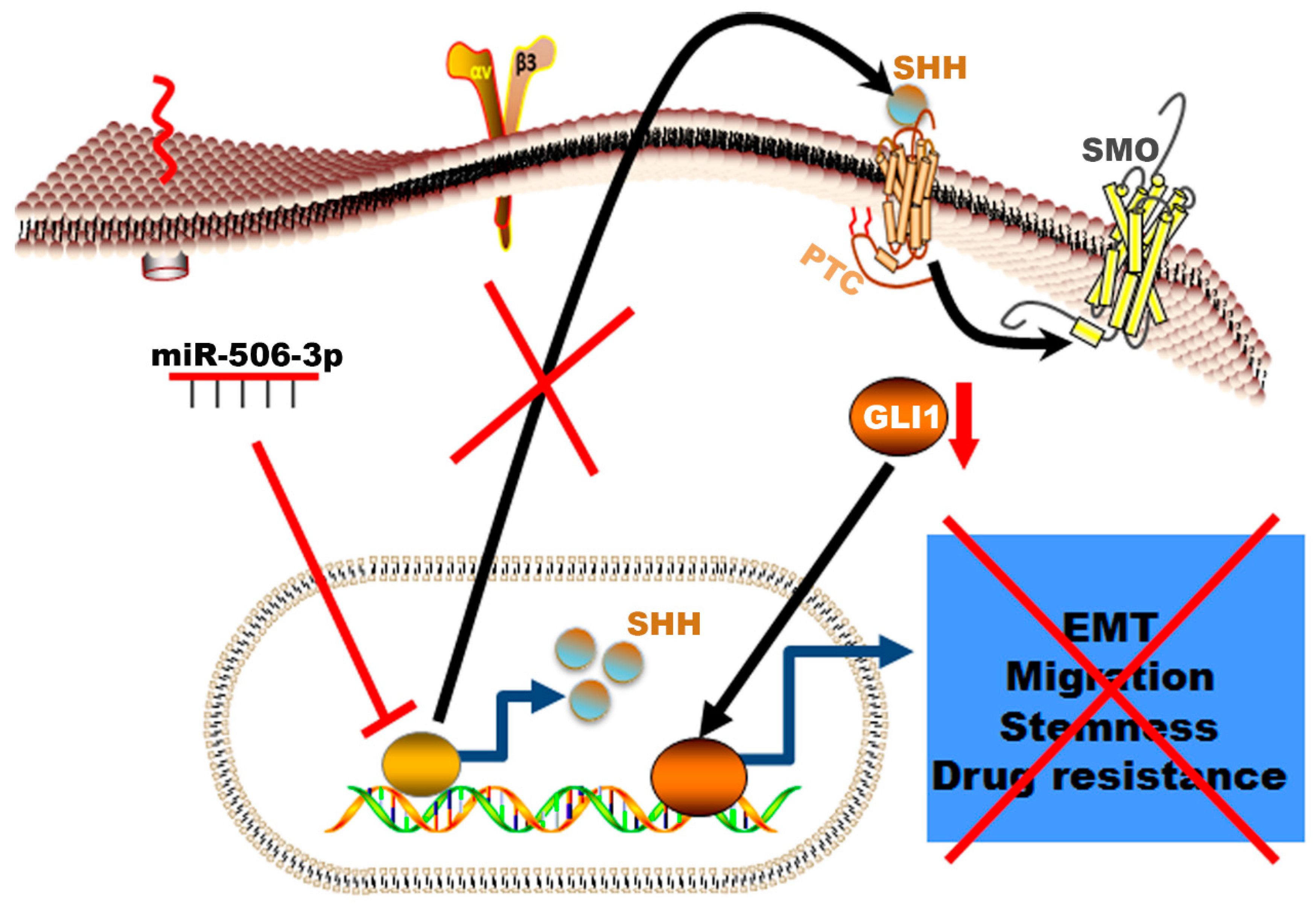 Ijms 21 09307 g007 Ijms 21 09307 g007