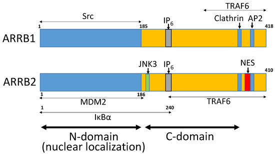 The Role of β-Arrestins in Regulating Stem Cell Phenotypes in 