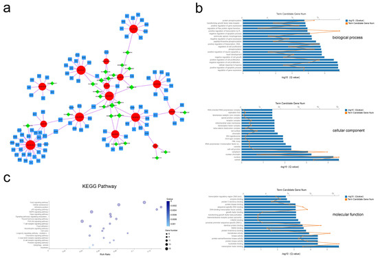 IJMS | Special Issue : Functions of Non-coding DNA Regions