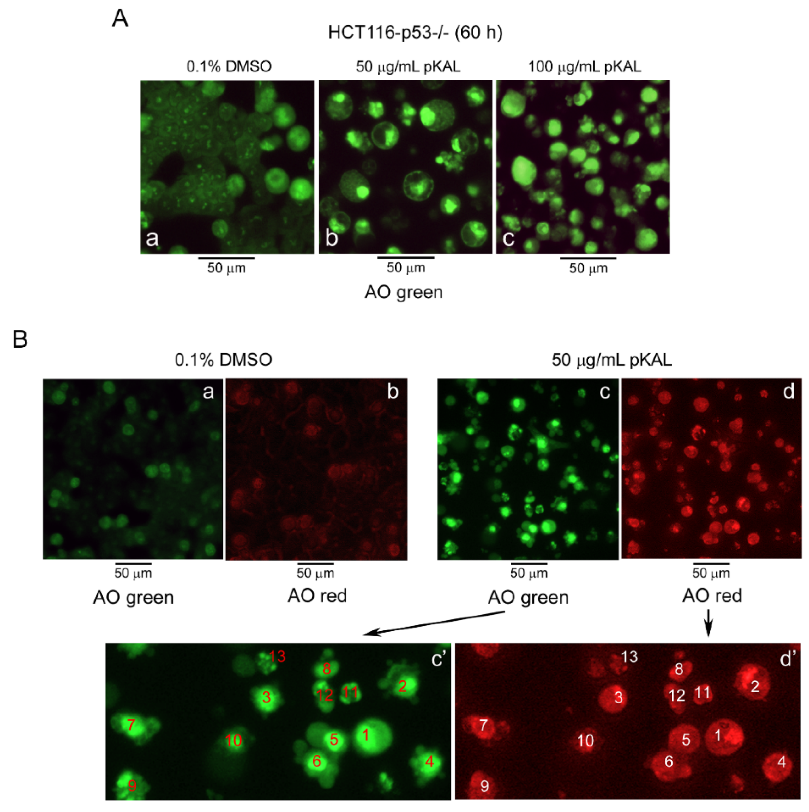 Ijms 21 09315 g002 Ijms 21 09315 g002