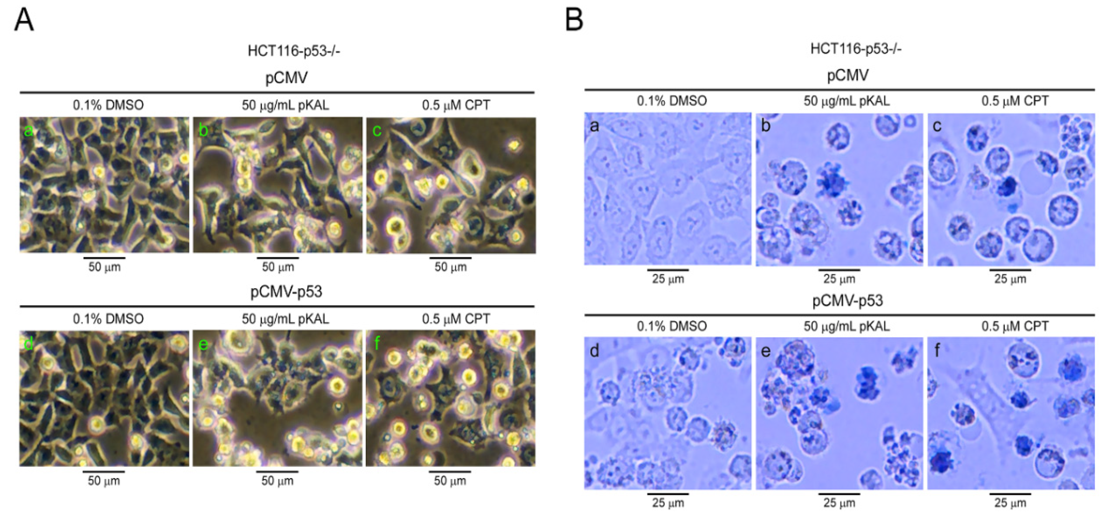 Ijms 21 09315 g006 Ijms 21 09315 g006