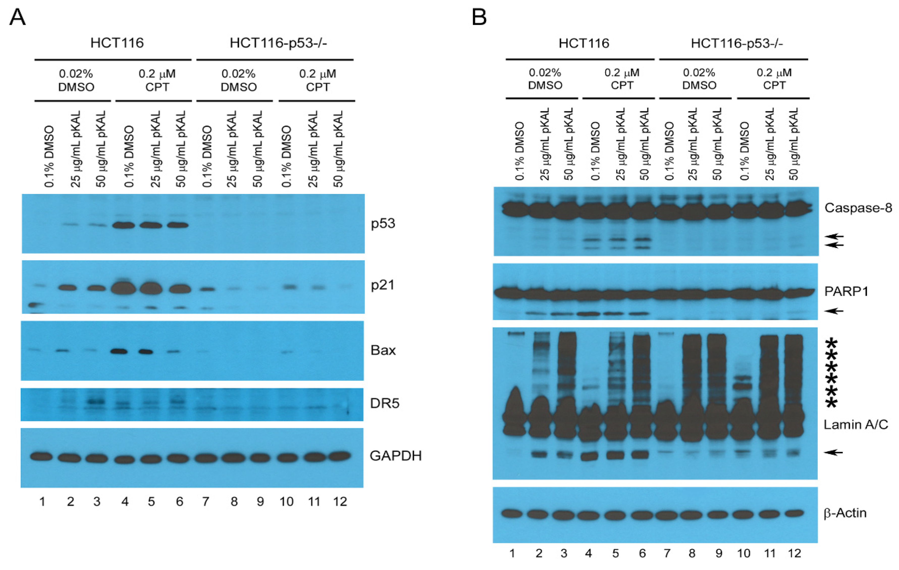 Ijms 21 09315 g007 Ijms 21 09315 g007