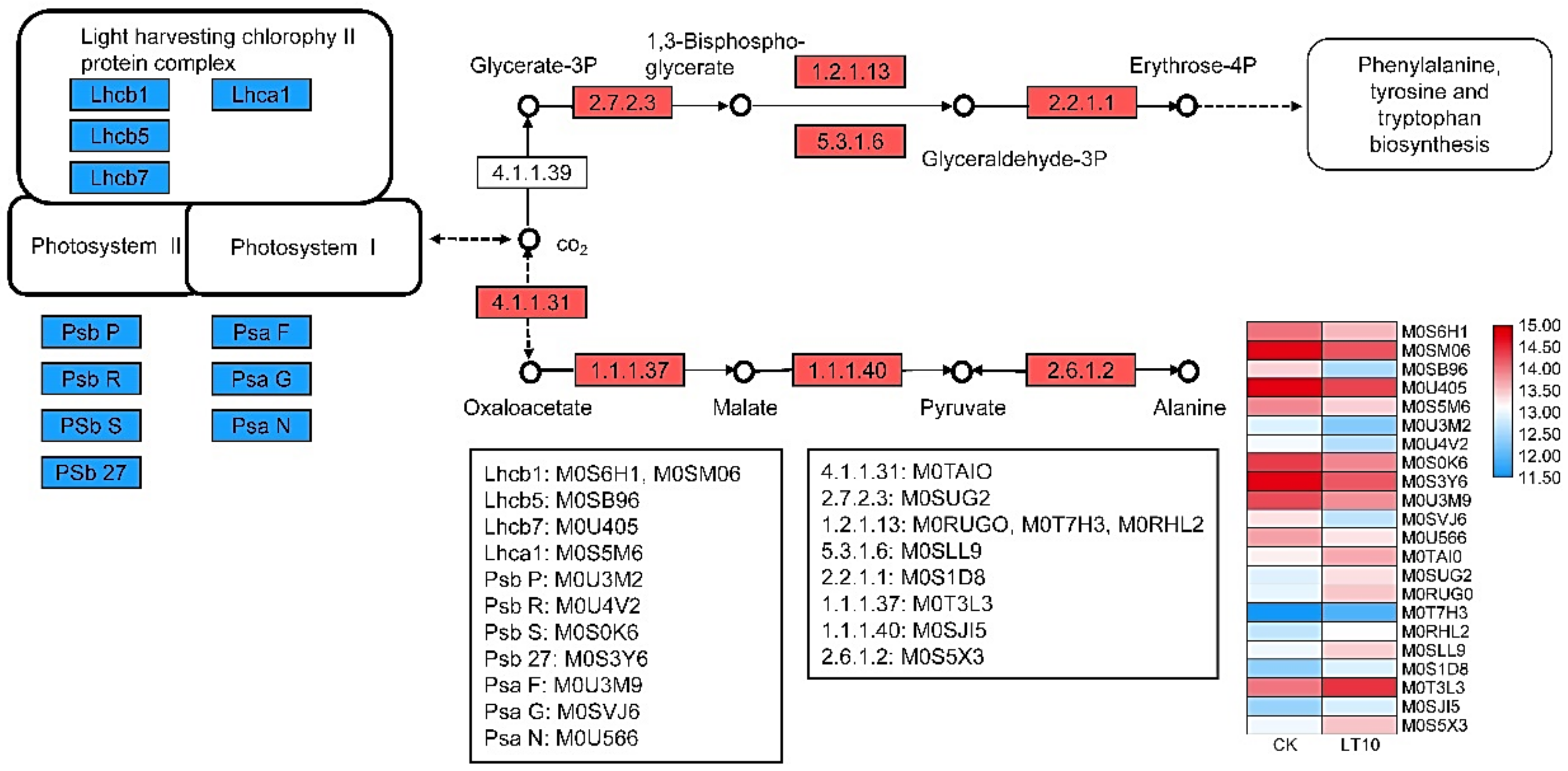 Ijms 21 09326 g005 Ijms 21 09326 g005