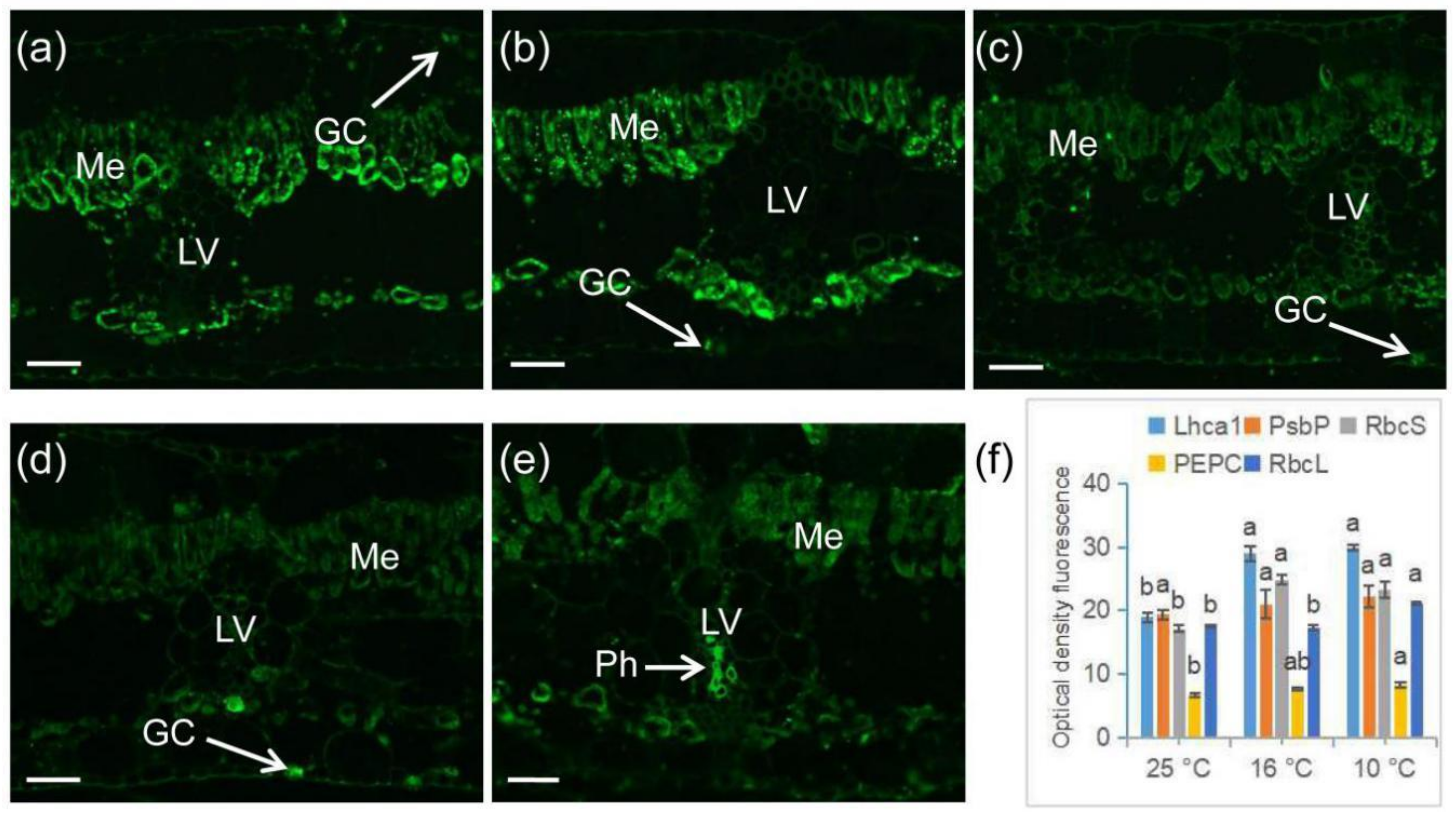 Ijms 21 09326 g009 Ijms 21 09326 g009
