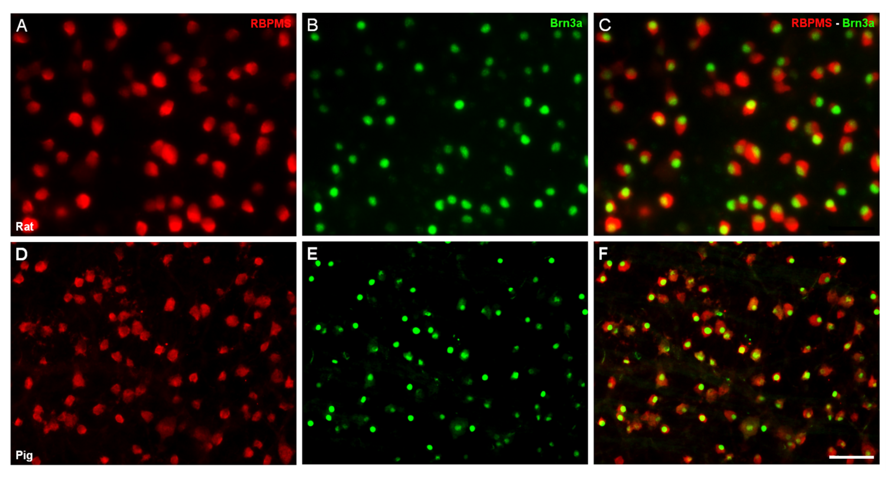 Ijms 21 09330 g001 Ijms 21 09330 g001