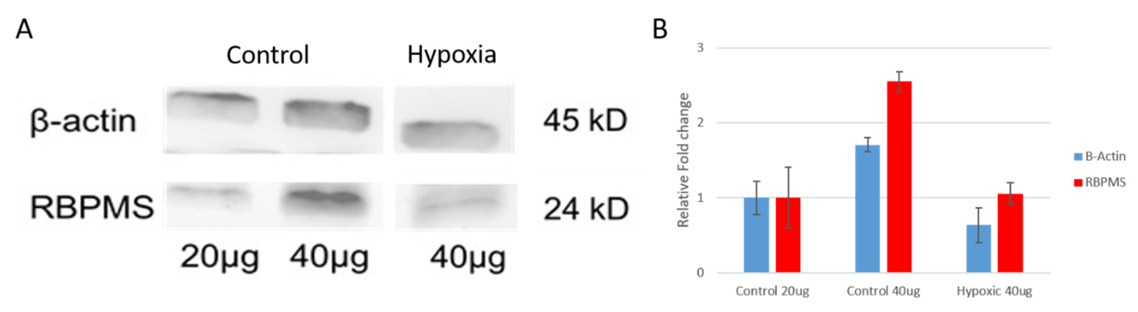 Ijms 21 09330 g005 Ijms 21 09330 g005