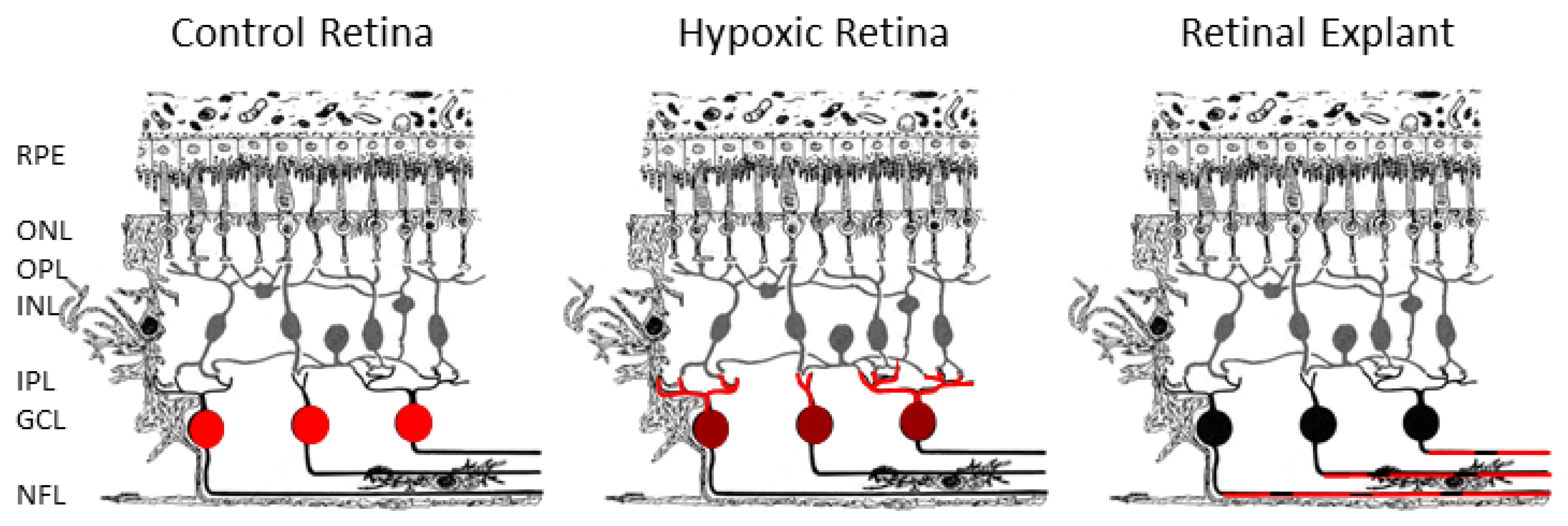 Ijms 21 09330 g007 Ijms 21 09330 g007