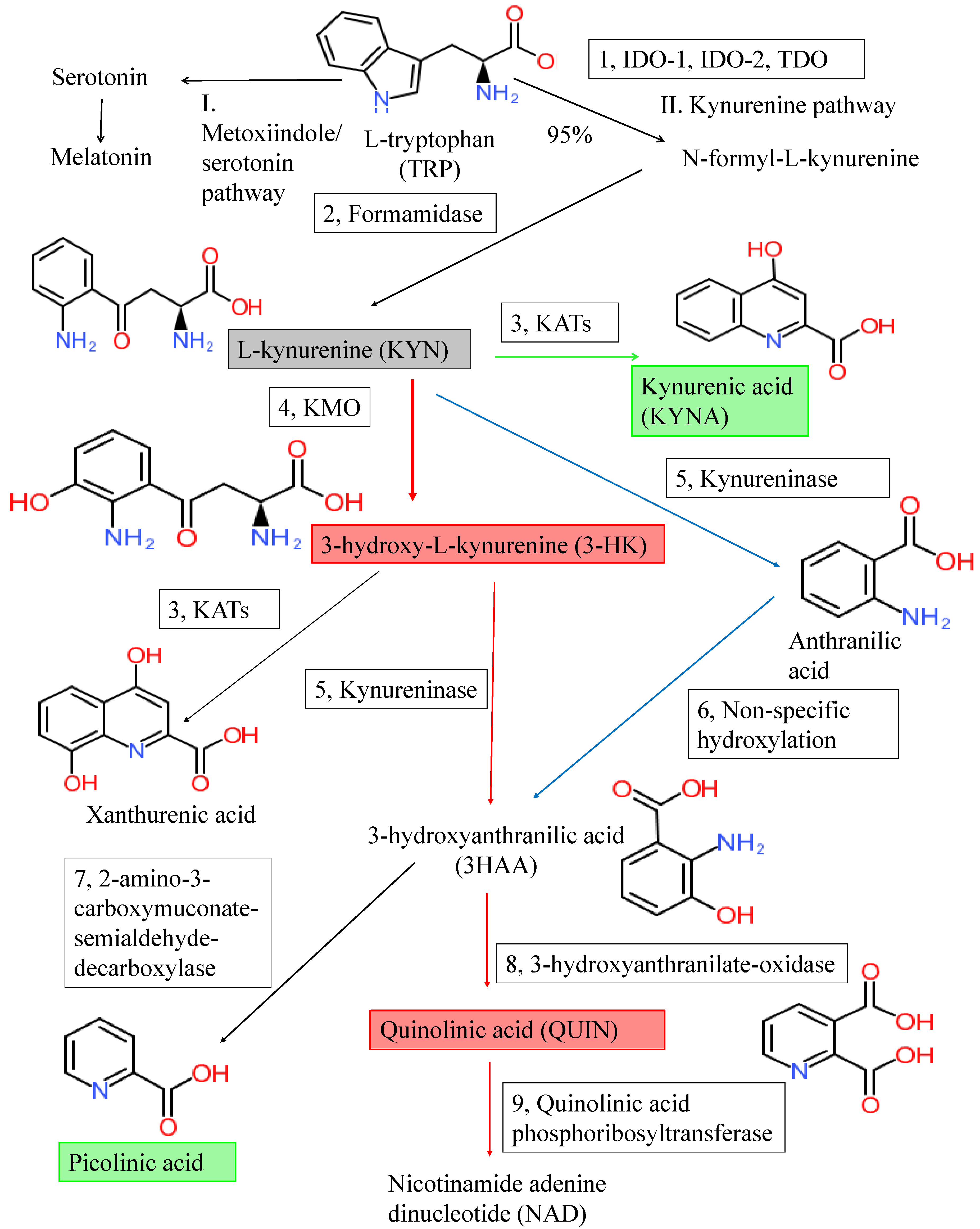 Ijms Free Full Text Searching For Peripheral Biomarkers In Neurodegenerative Diseases The Tryptophan Kynurenine Metabolic Pathway Html