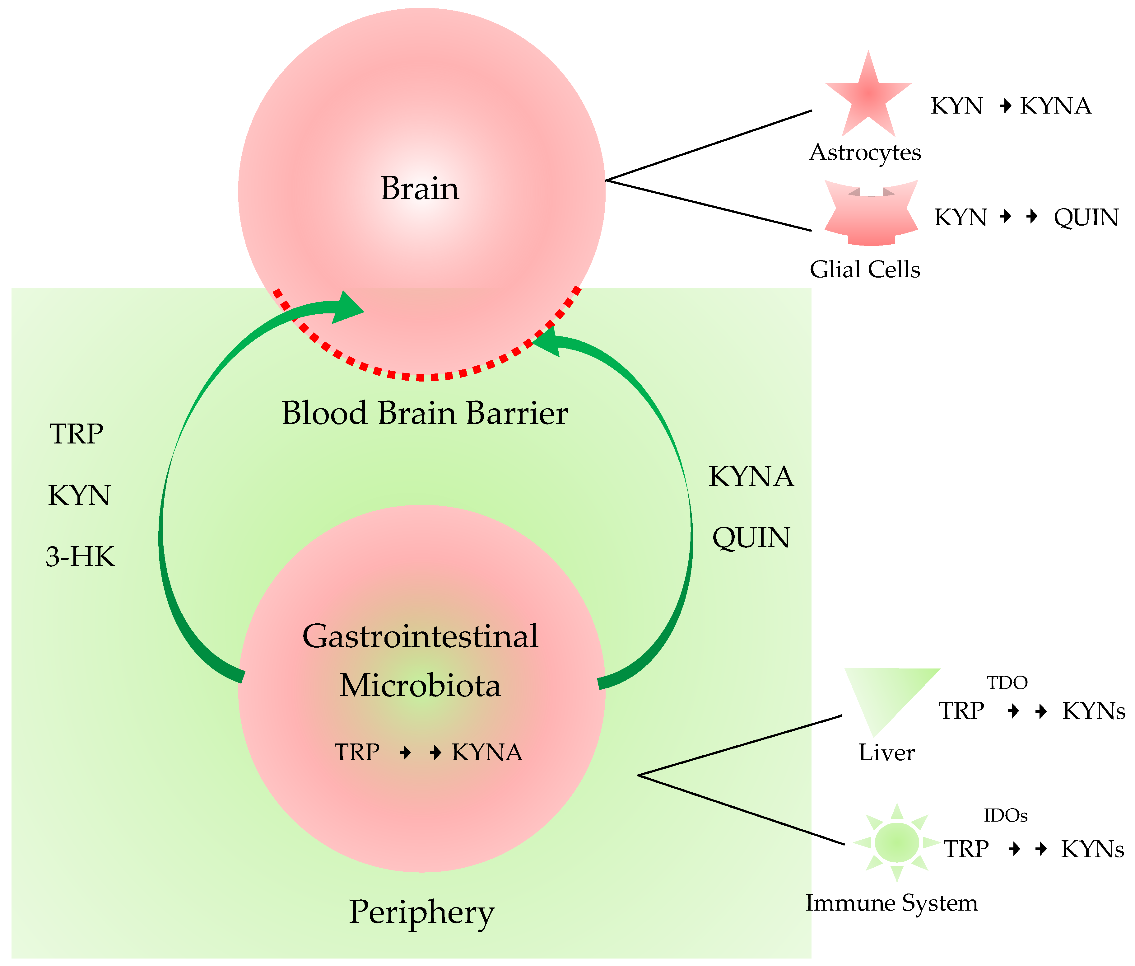 Ijms Free Full Text Searching For Peripheral Biomarkers In Neurodegenerative Diseases The Tryptophan Kynurenine Metabolic Pathway Html