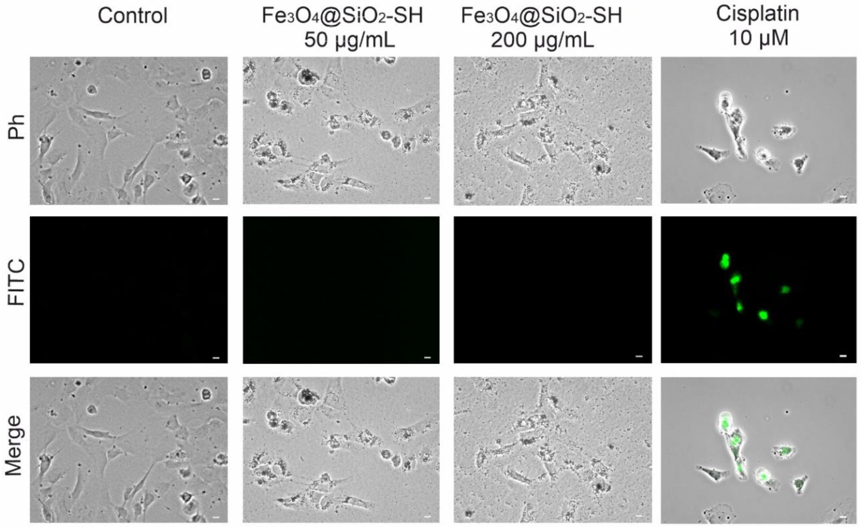 Ijms 21 09350 g011 Ijms 21 09350 g011