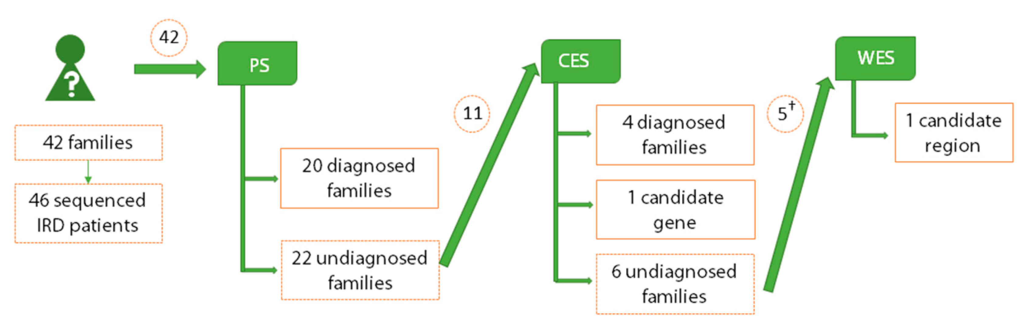 Ijms Free Full Text A Multi Strategy Sequencing Workflow In Inherited Retinal Dystrophies Routine Diagnosis Addressing Unsolved Cases And Candidate Genes Identification Html Ijms Free Full Text A Multi Strategy Sequencing Workflow In Inherited Retinal Dystrophies Routine Diagnosis Addressing Unsolved Cases And Candidate Genes Identification Html