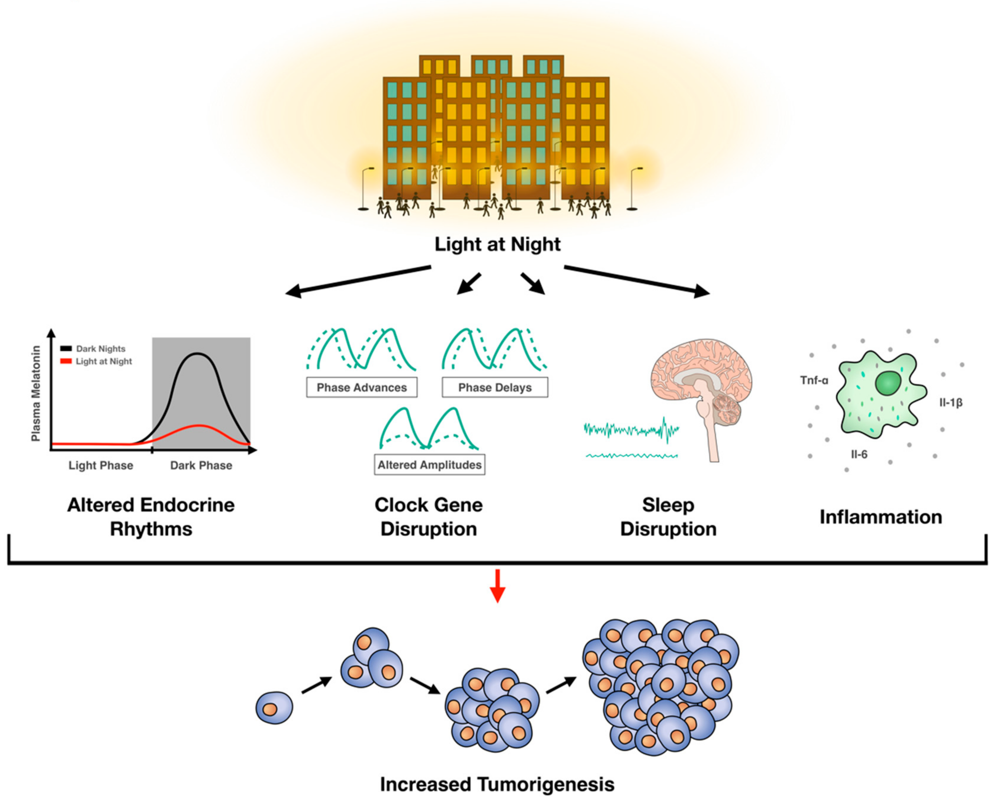 IJMS | Free Full-Text | Light Pollution and Cancer