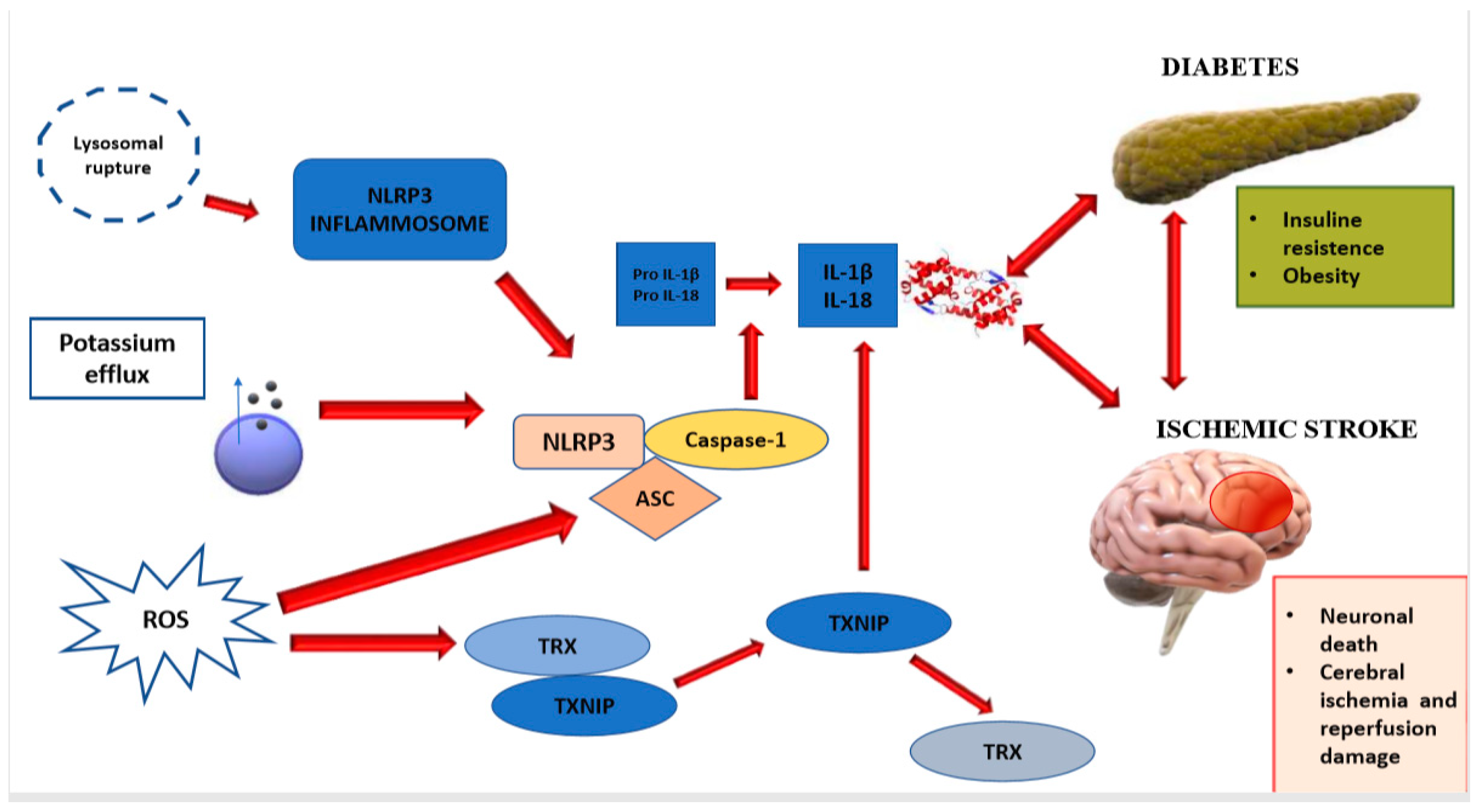 Ijms Free Full Text Molecular Biology Of Atherosclerotic Ischemic Strokes Html Ijms Free Full Text Molecular Biology Of Atherosclerotic Ischemic Strokes Html