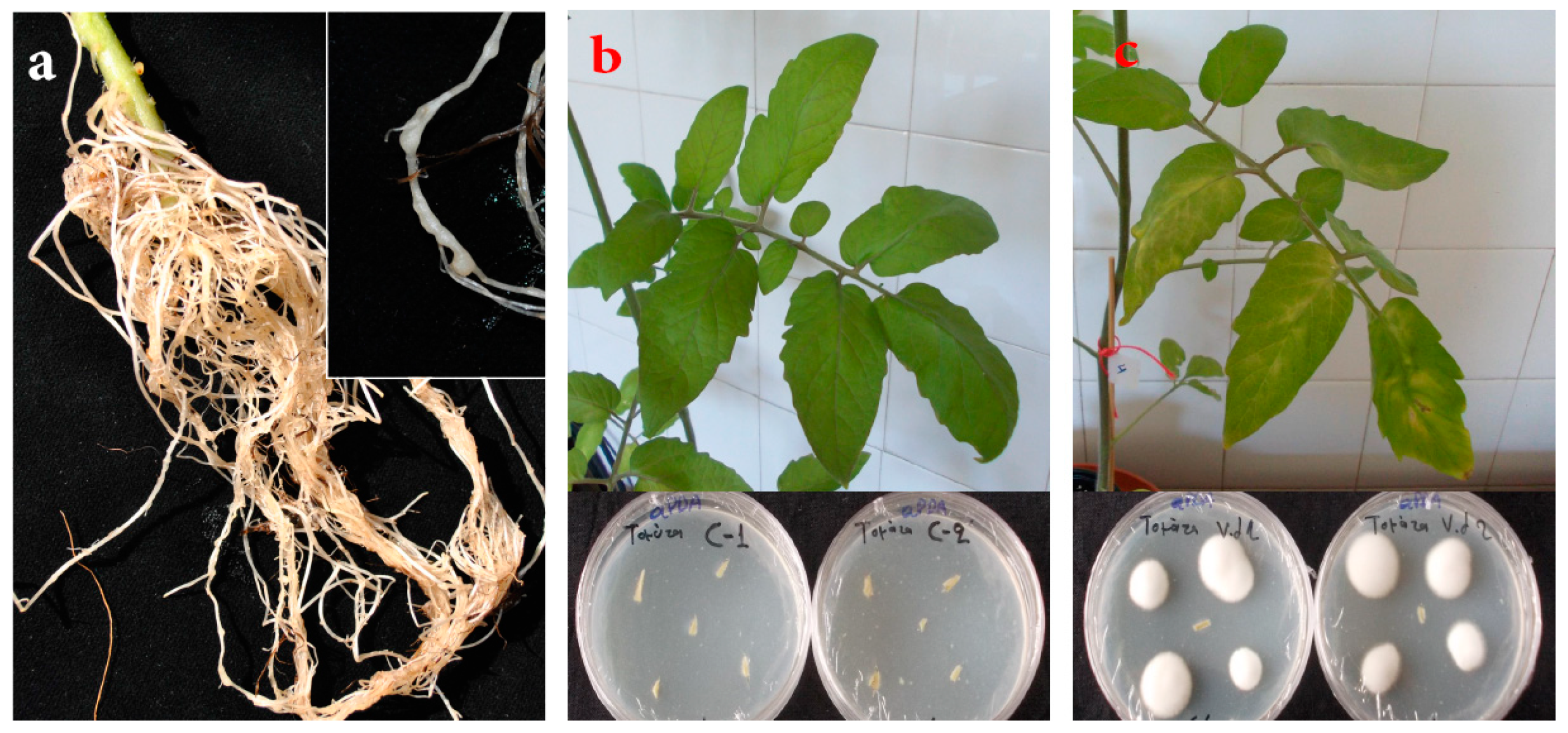 Ijms 21 09380 g005 Ijms 21 09380 g005