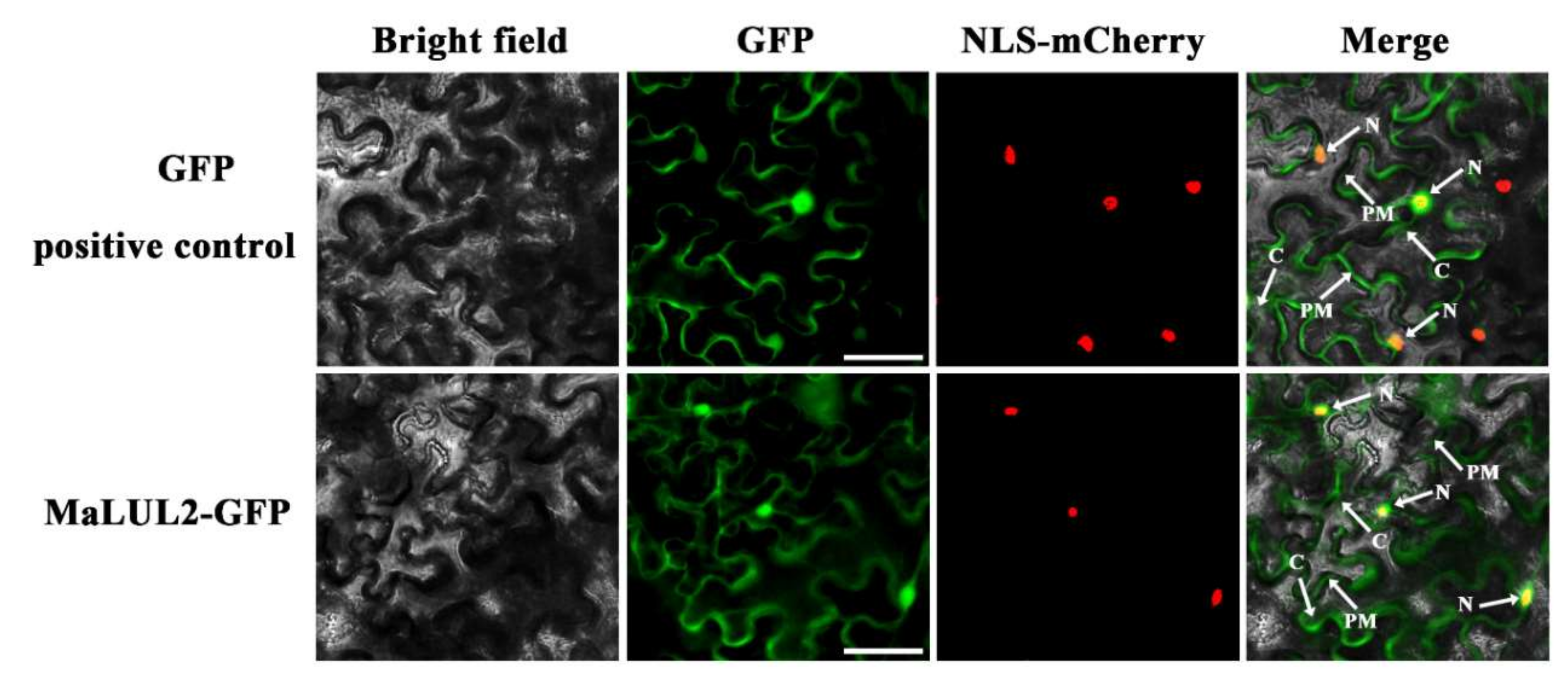 Ijms 21 09386 g004 Ijms 21 09386 g004