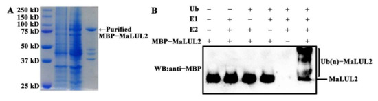 y RETROVISOR IZDO. Citroen c3 (2002->) 1.4 HDi 8HZ (DV4TD) 8HZ