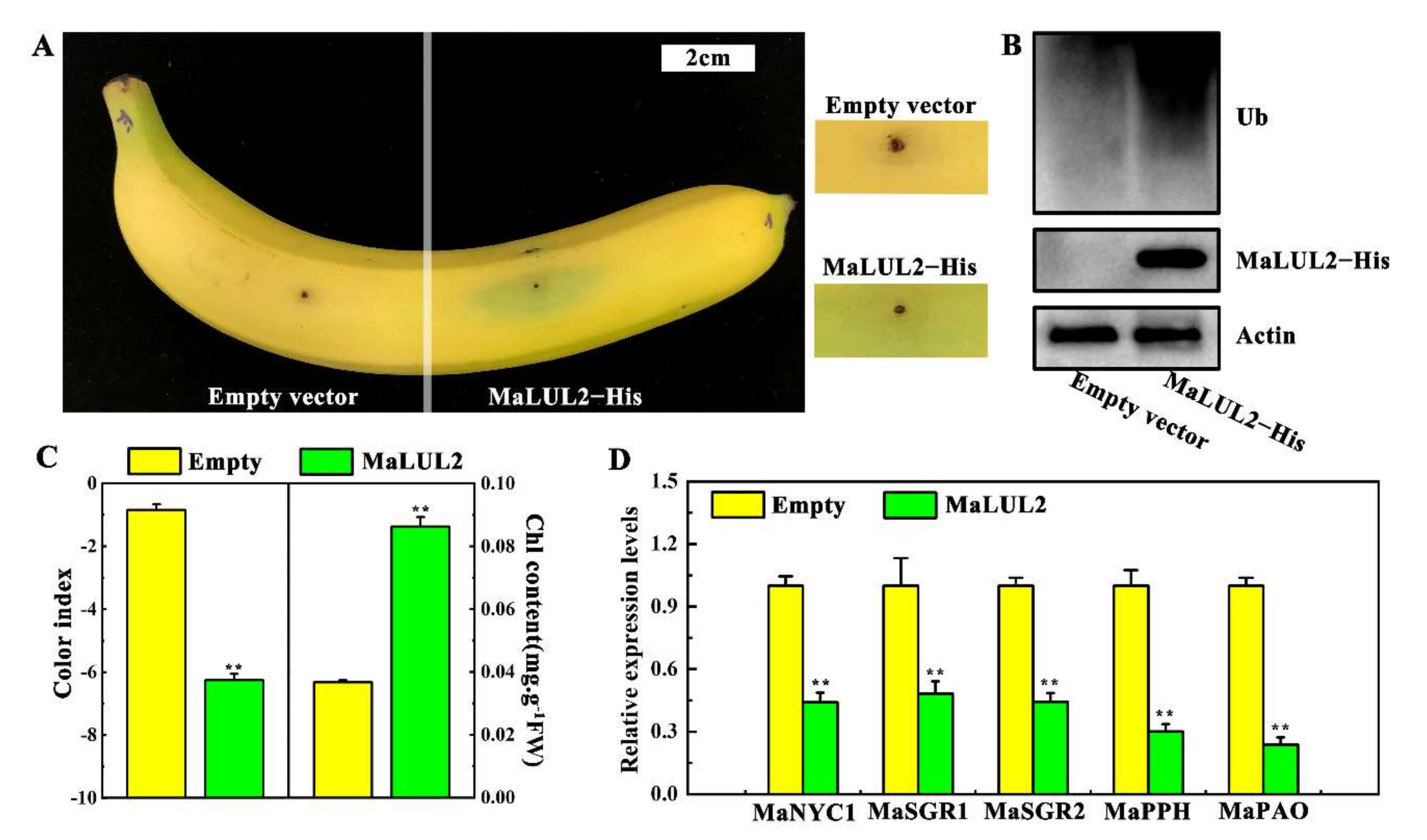Ijms 21 09386 g006 Ijms 21 09386 g006