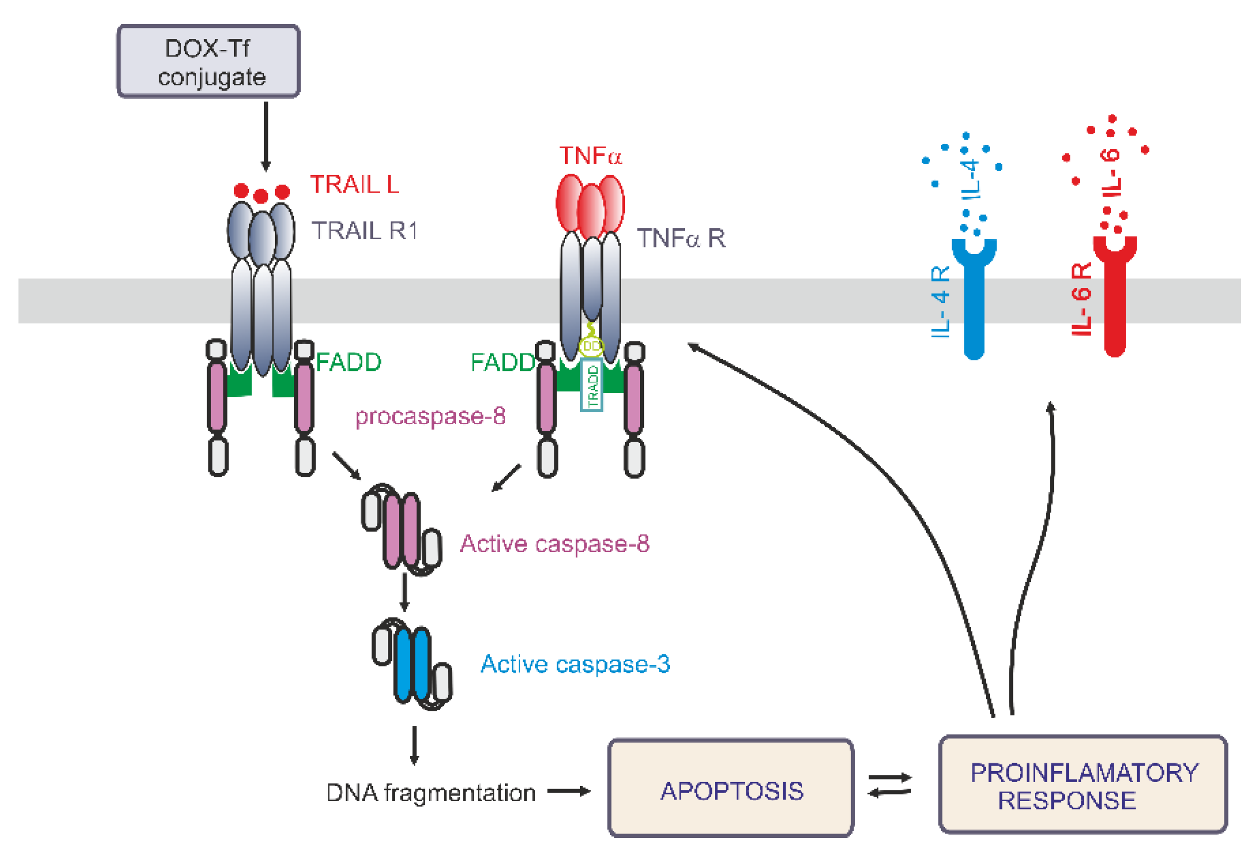 Ijms 21 09390 g007 Ijms 21 09390 g007