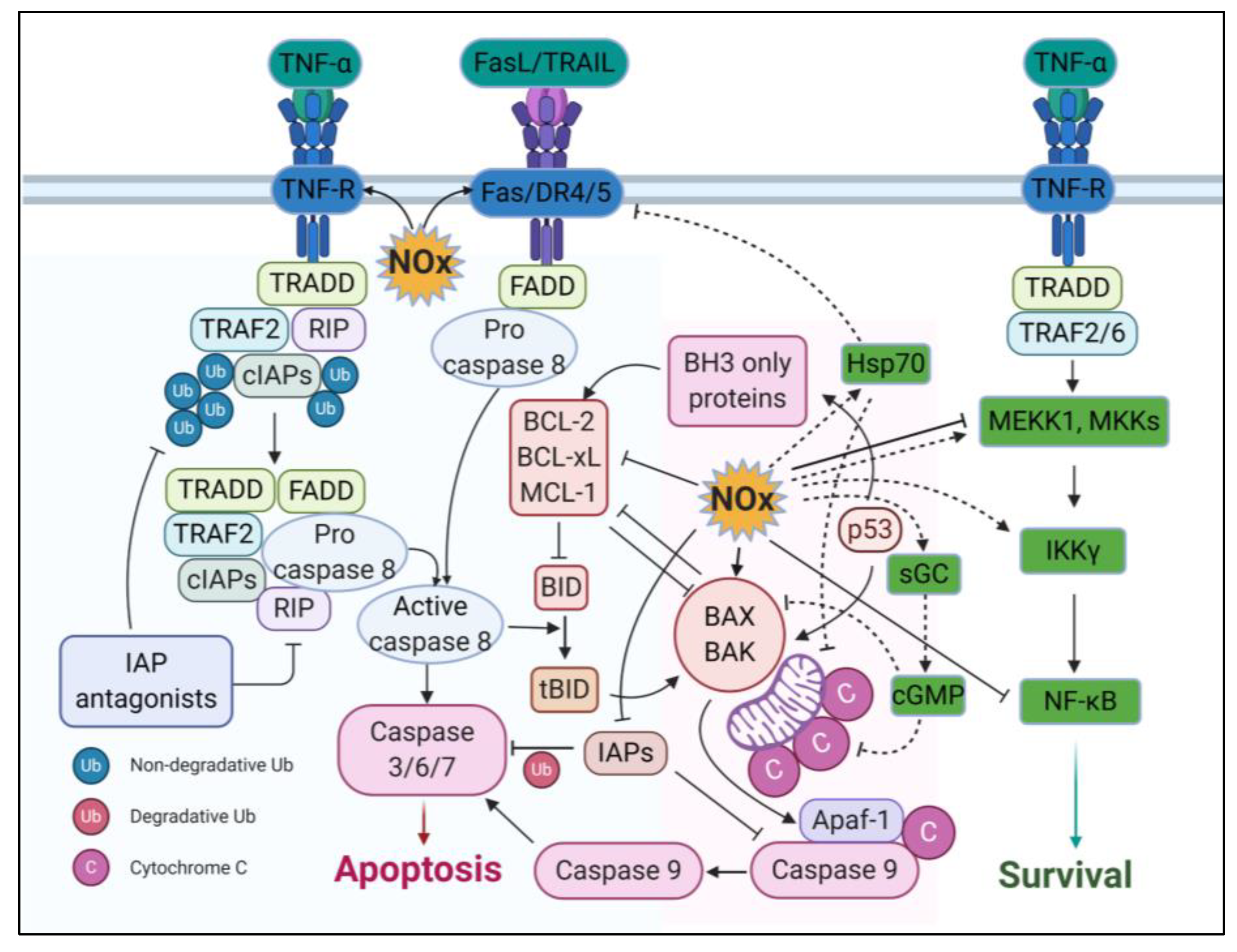 Ijms 21 09393 g004 Ijms 21 09393 g004